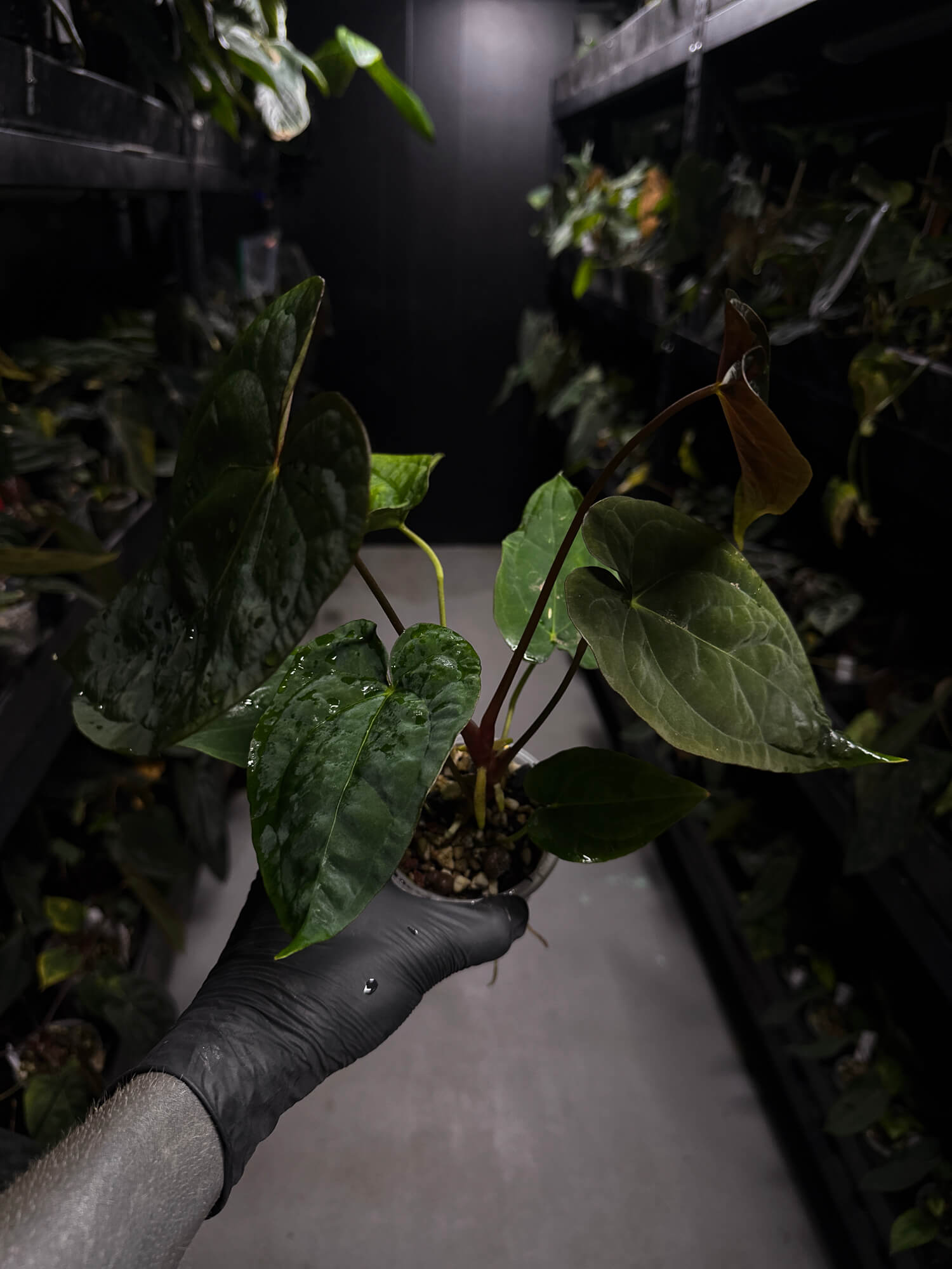 Anthurium #Moloch