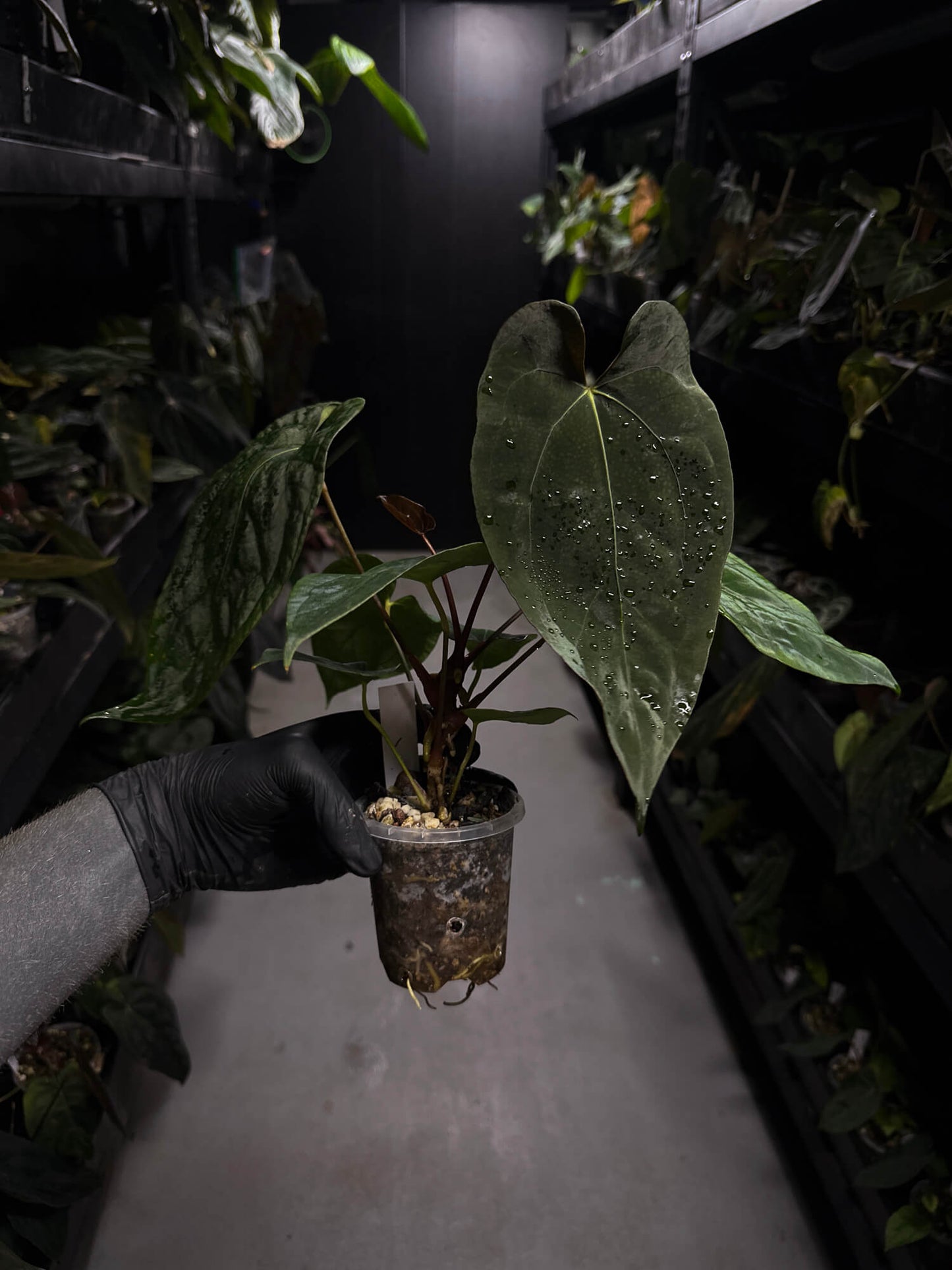 Anthurium 'Dropbear' x