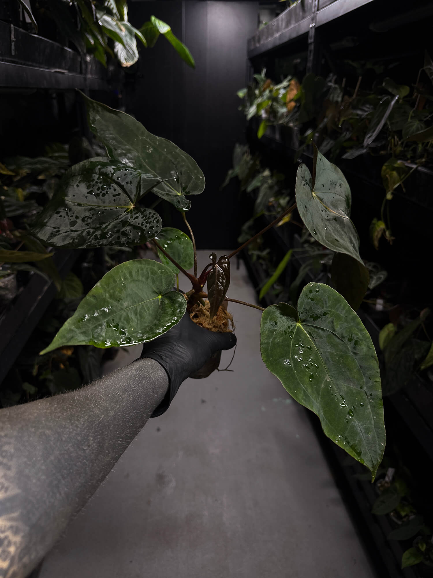 Anthurium #BlinkyBill • #TwinPhoenix x 'Drop Bear'