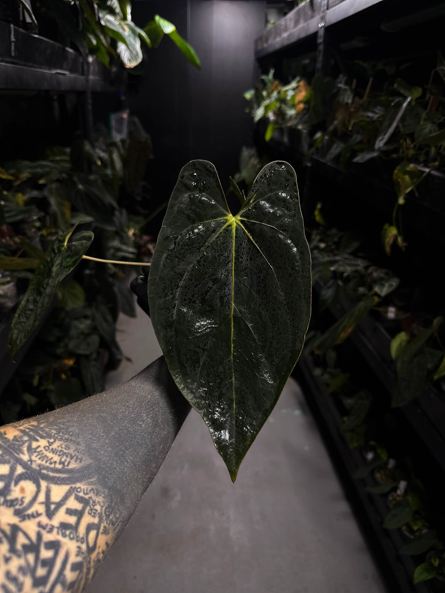 Anthurium #PLUG006