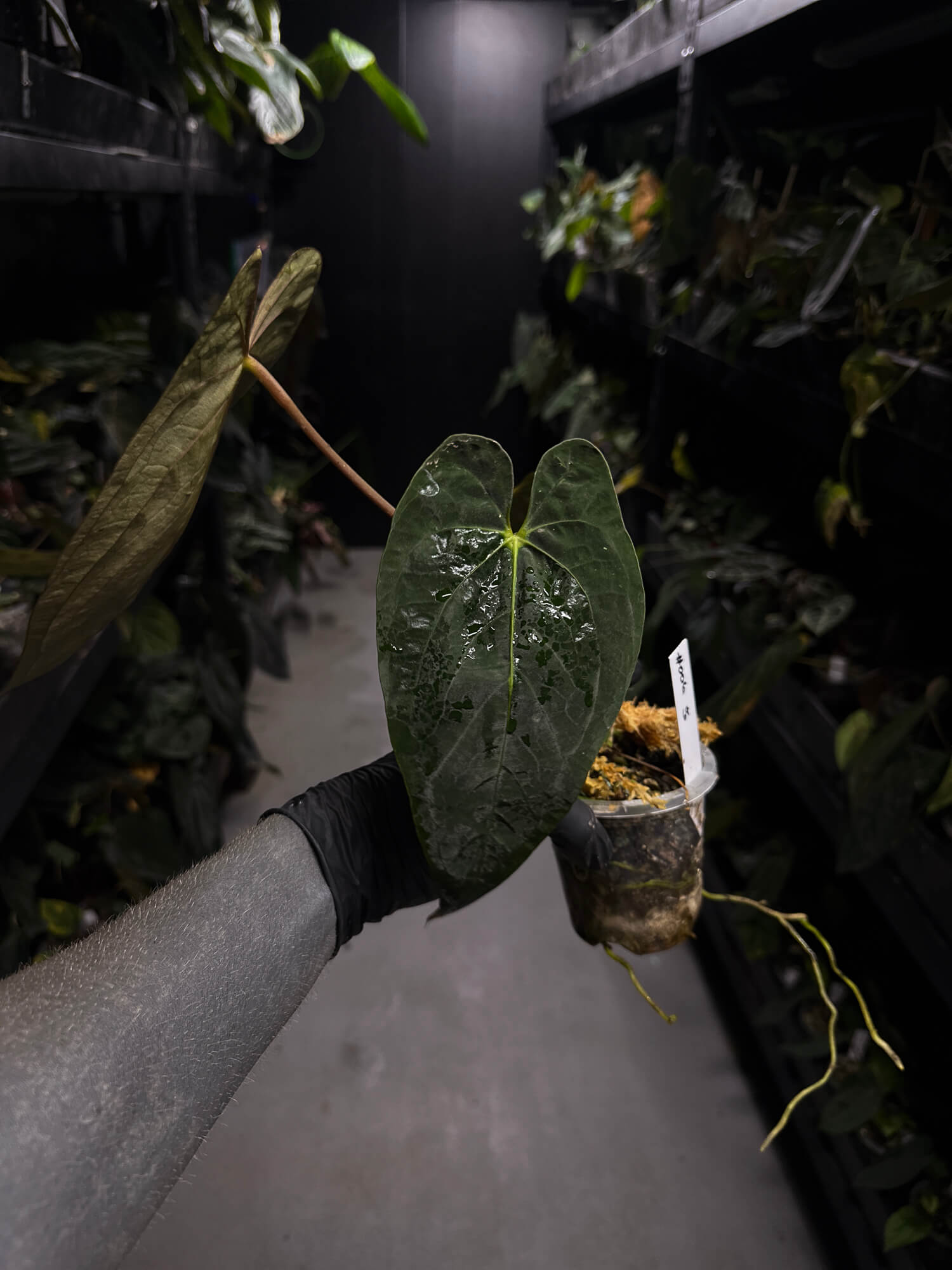 Anthurium #PLUG006