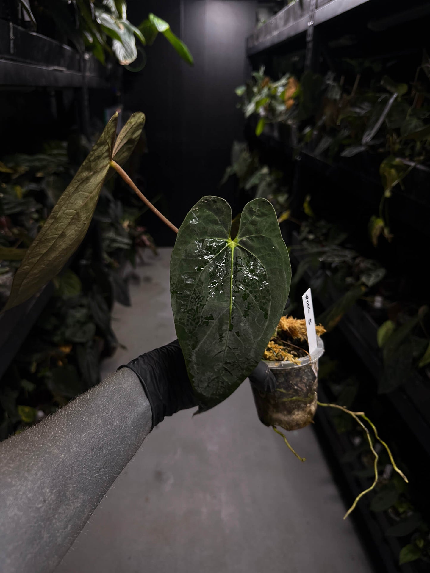Anthurium #PLUG006