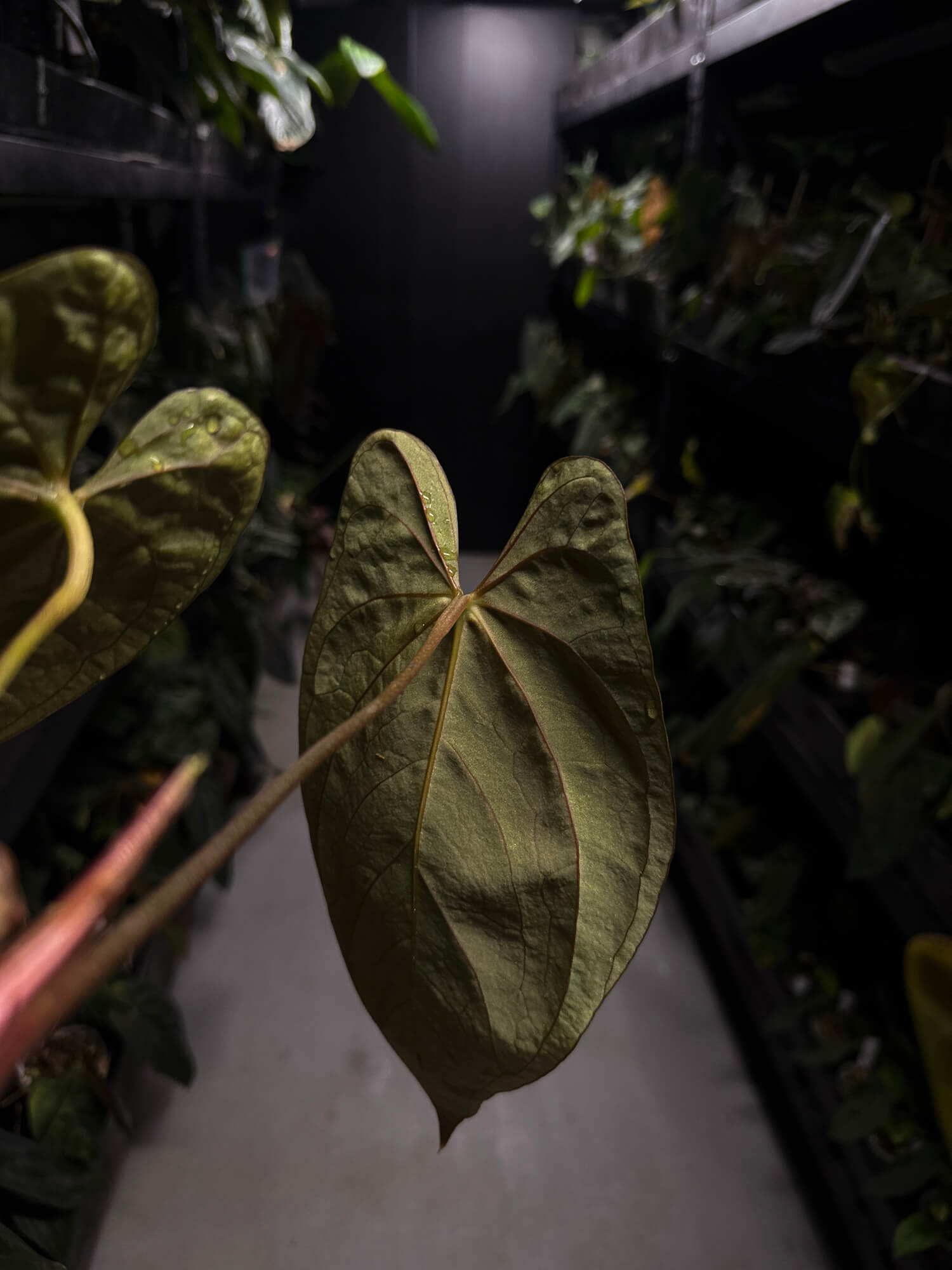 Anthurium #PLUG006