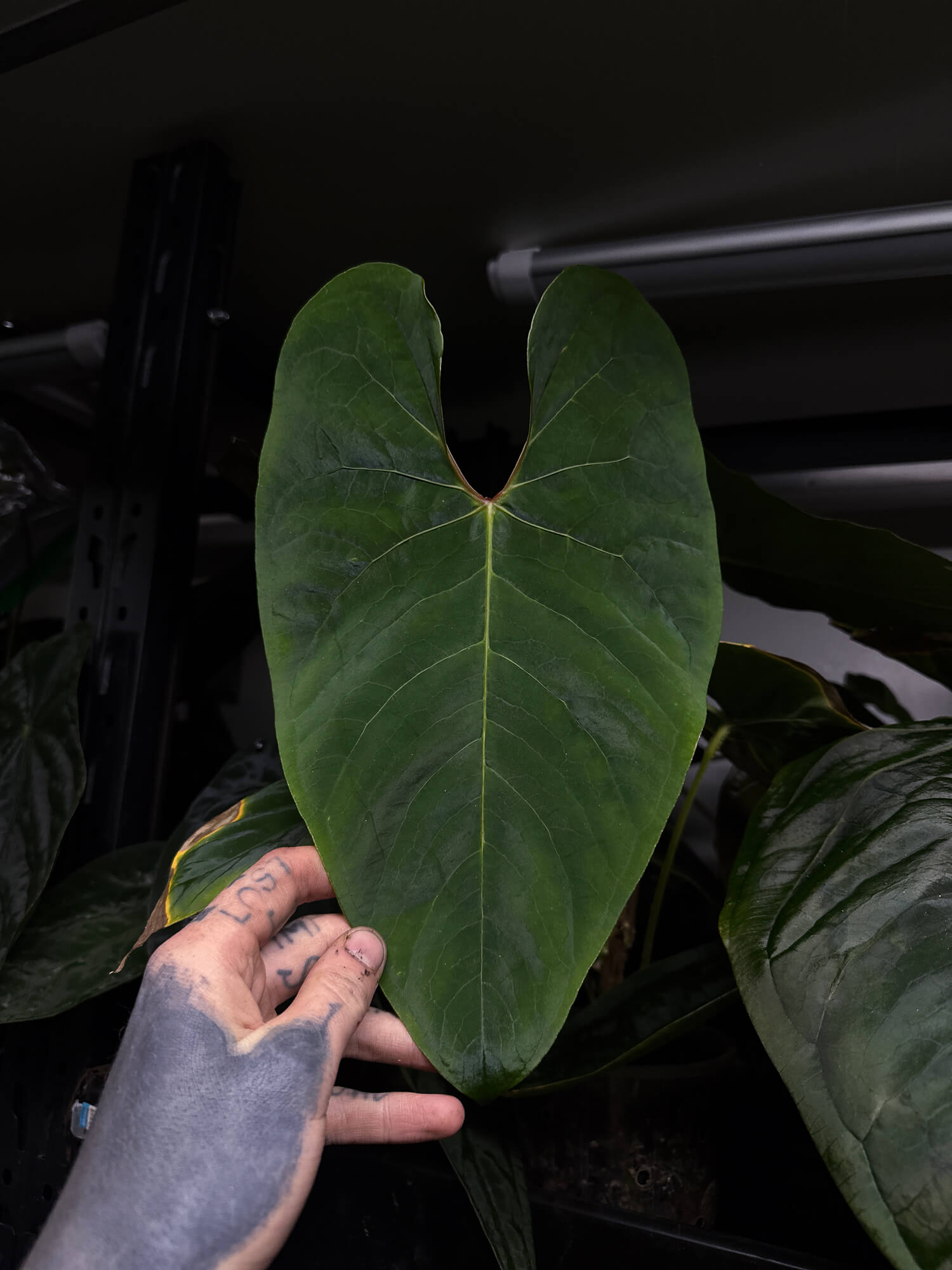 Anthurium sp. 'Peru velvet'