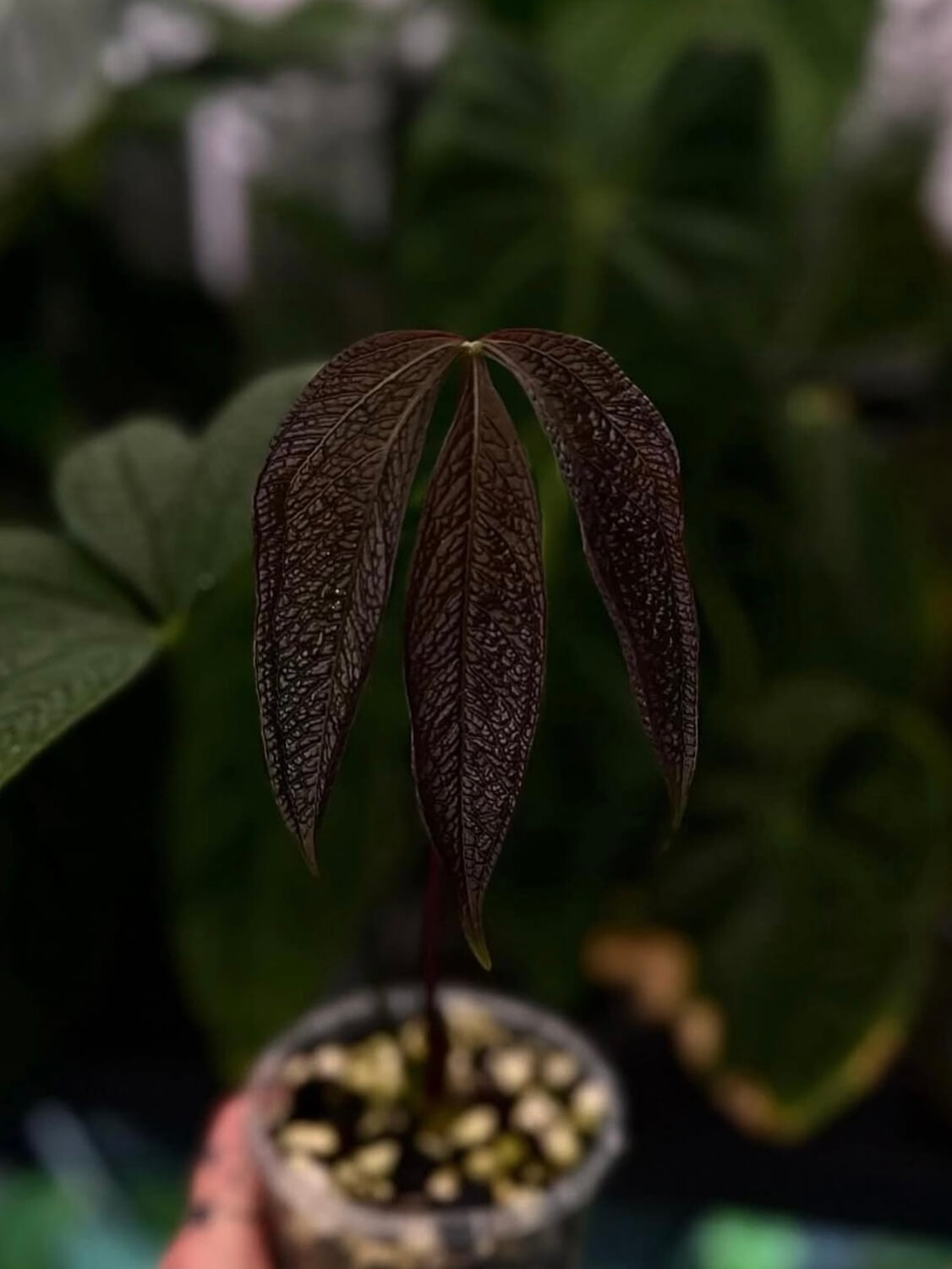 Anthurium sp. 'Crocodile Fingers' 🦄