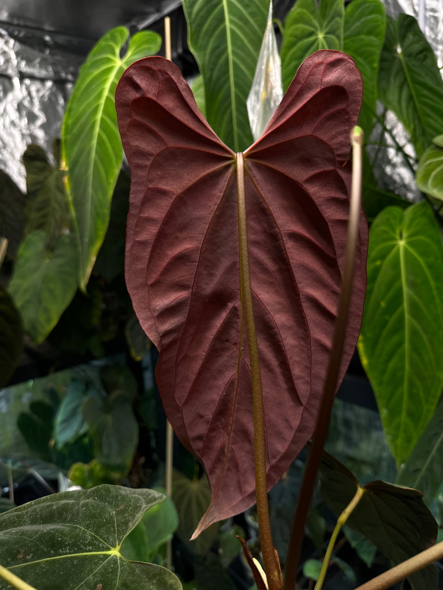 Anthurium Red Pap x Midnight Velvet • germinated seeds