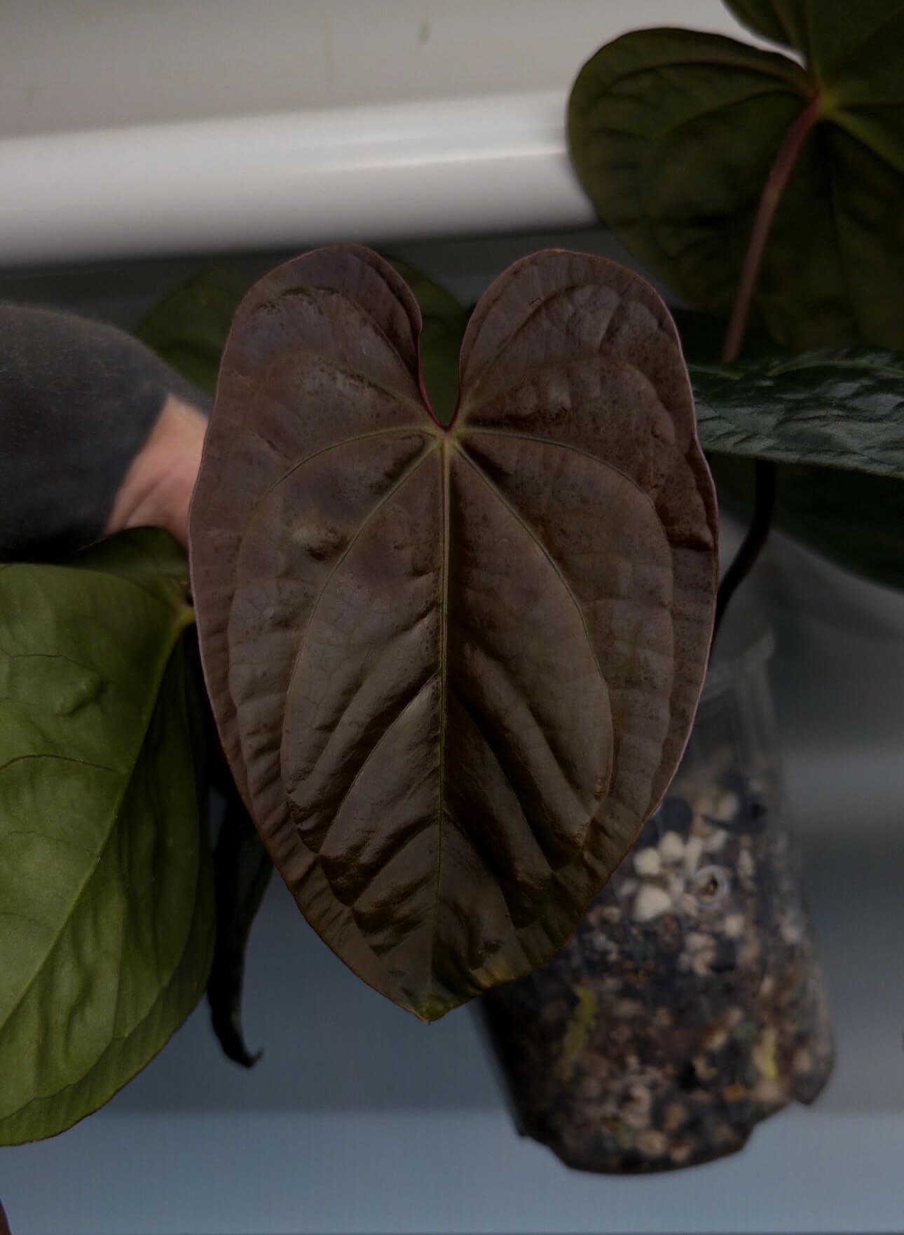 Anthurium 'Bloodmoon' x (papillilaminum x dressleri)