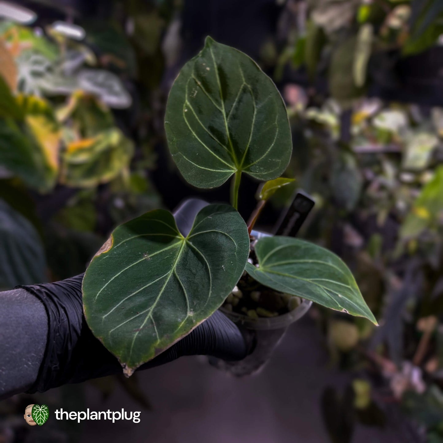 Anthurium 'HU' / 'King of Spades' ♠️
