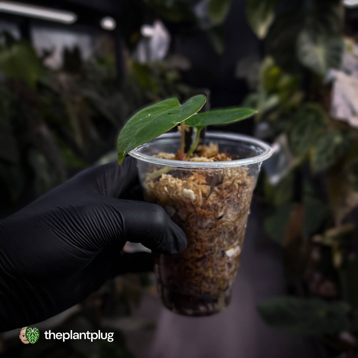 Anthurium 'Loki'• mother plant clone ⚡