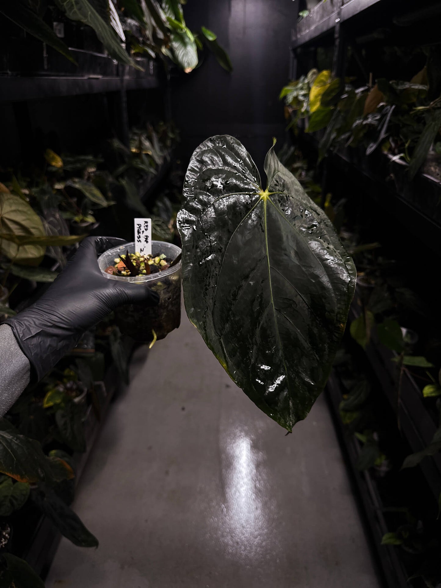 Anthurium papillilaminum 'red abaxial' x dressleri • holdback