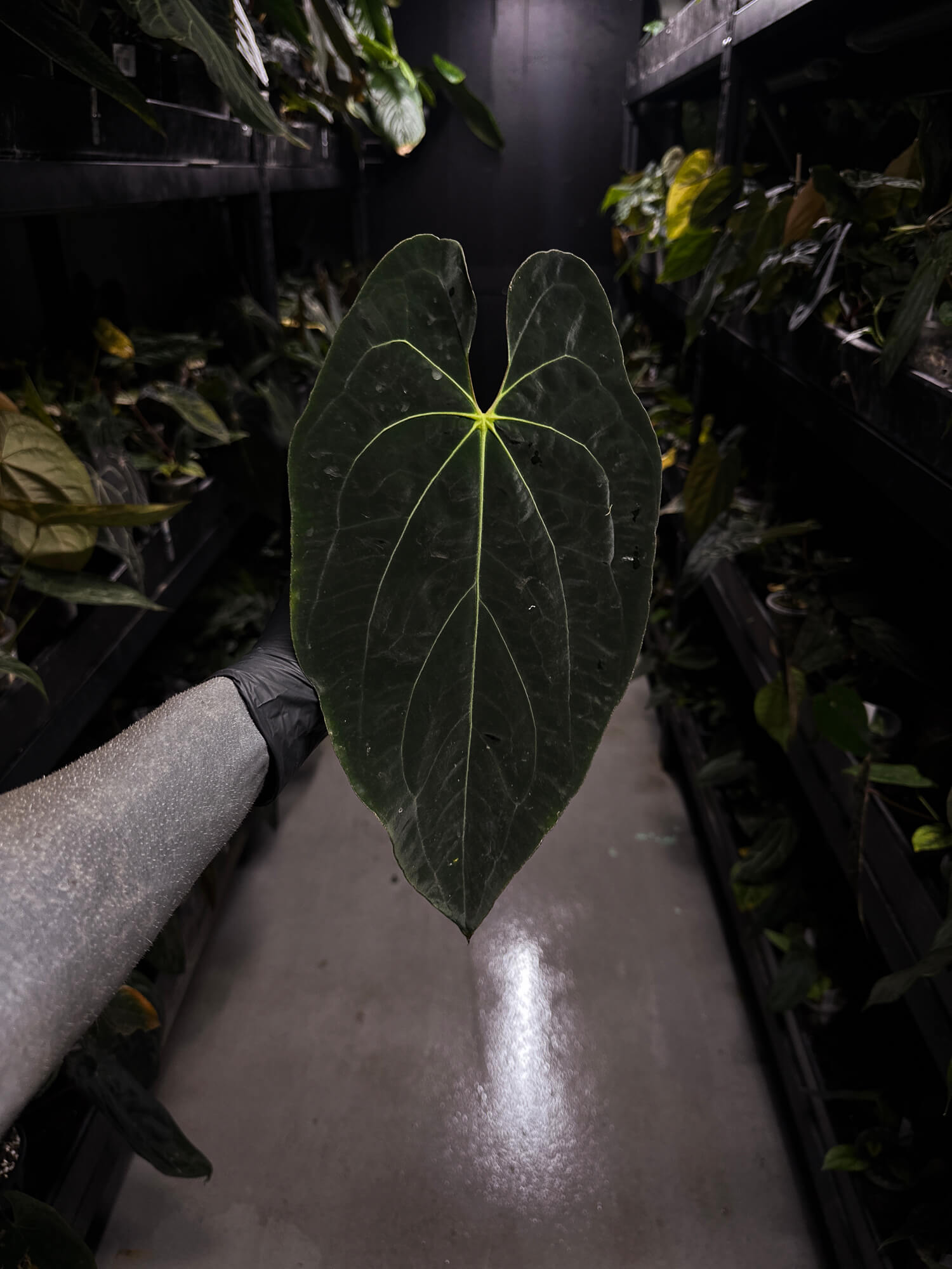 Anthurium #AndrasDagger • select holdback