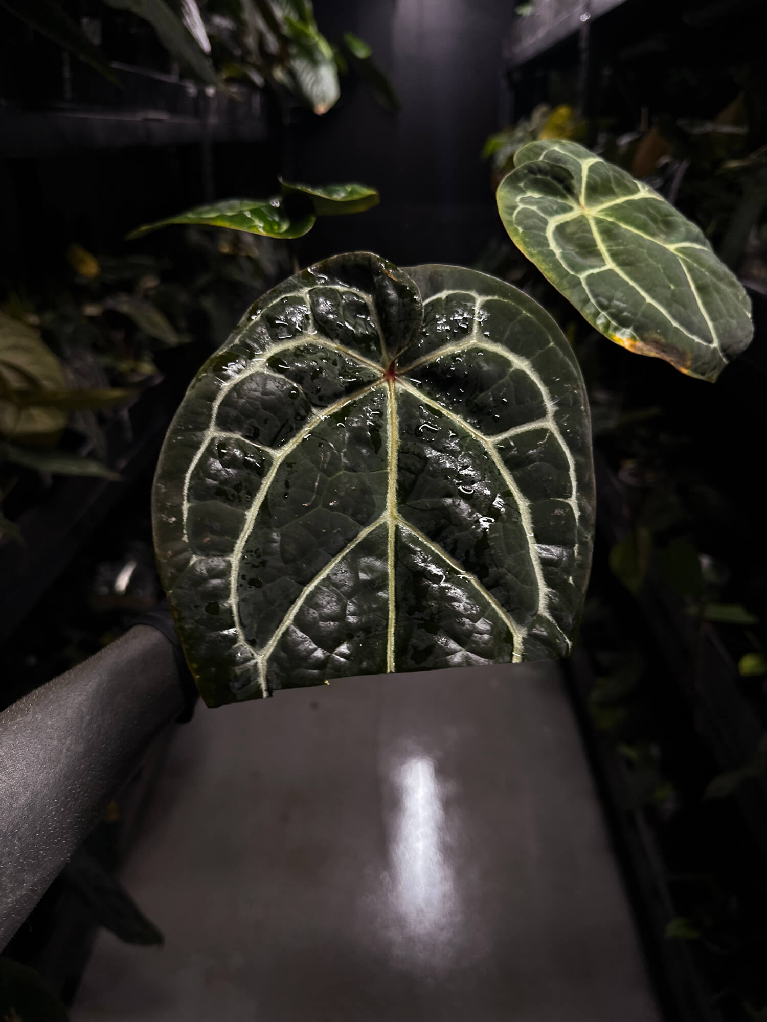Anthurium Doc Block 'Red Crystallinum'