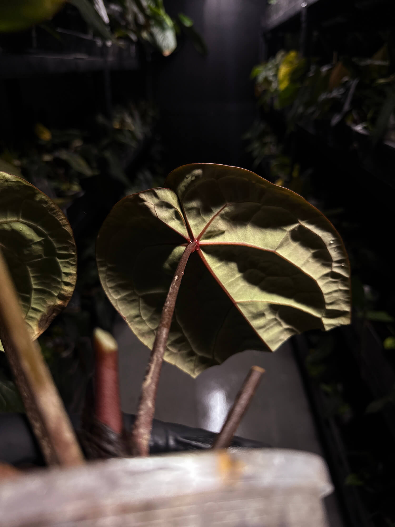 Anthurium Doc Block 'Red Crystallinum'