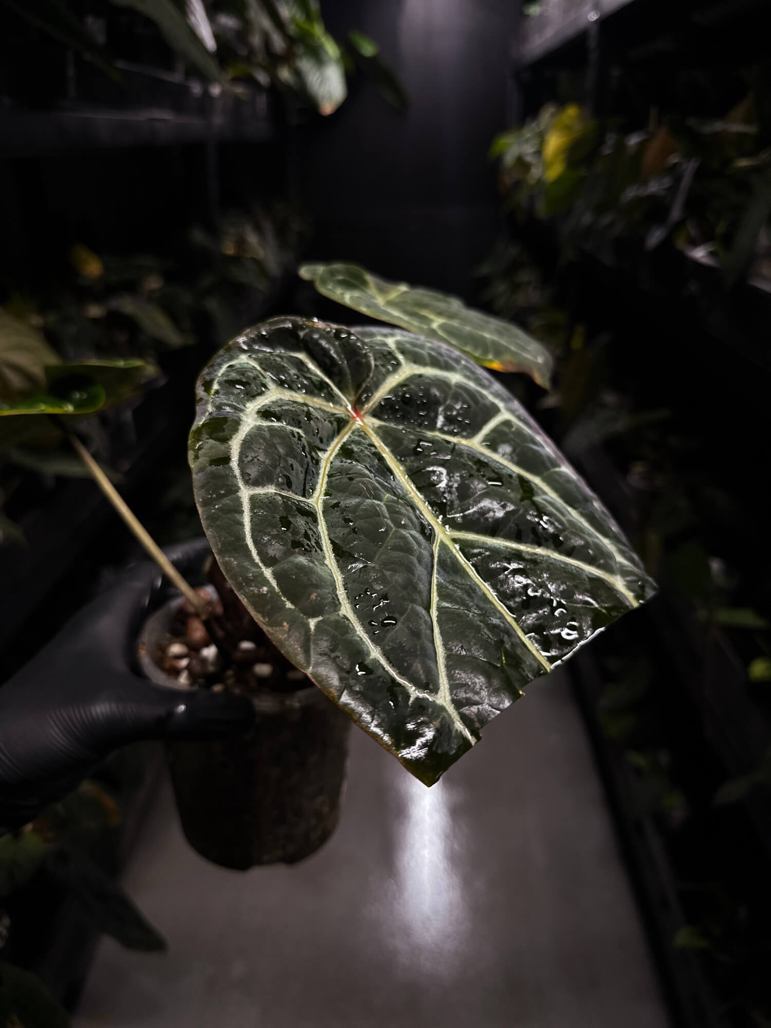 Anthurium Doc Block 'Red Crystallinum'
