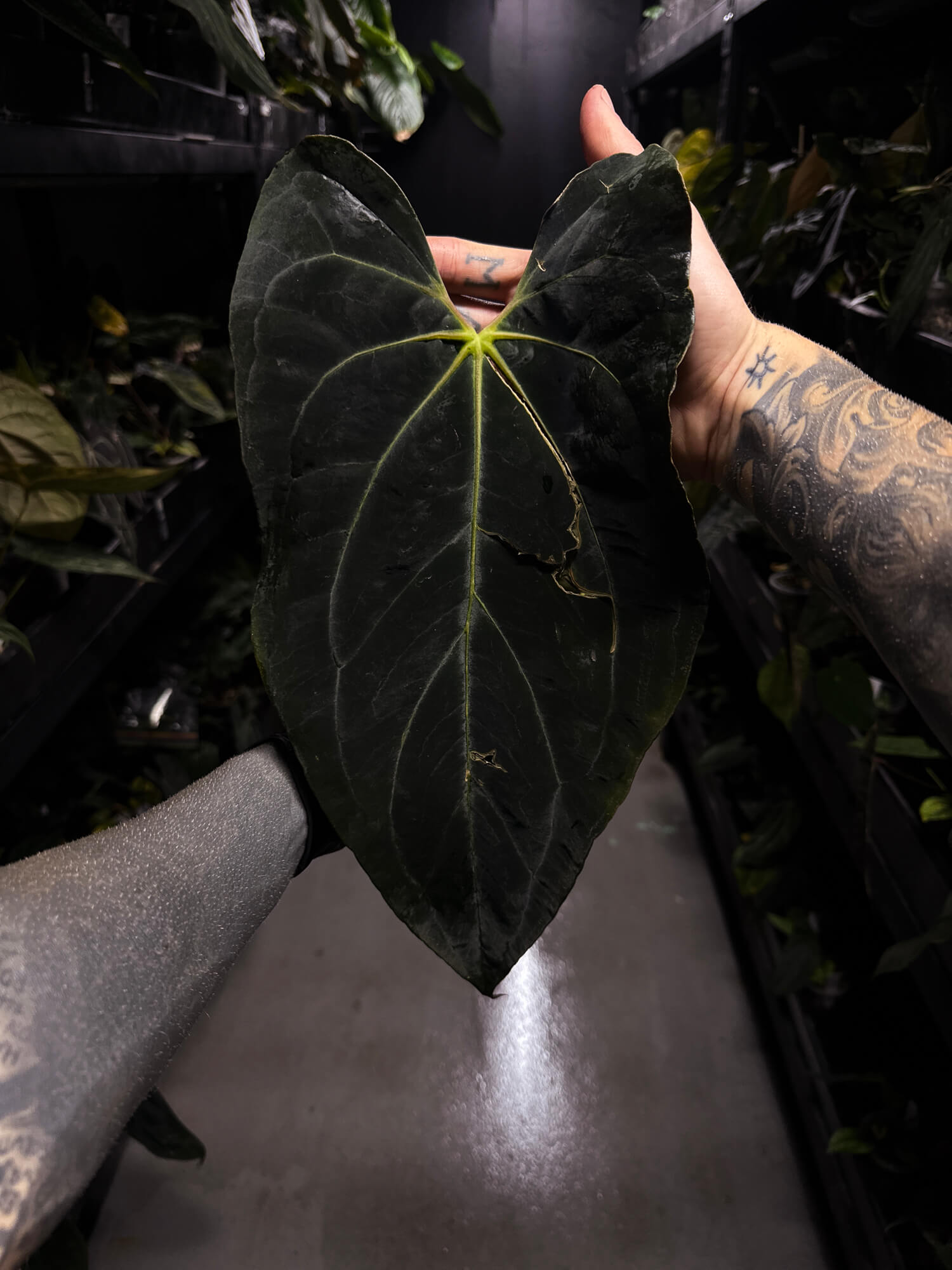 Anthurium #AndrasDagger • select holdback
