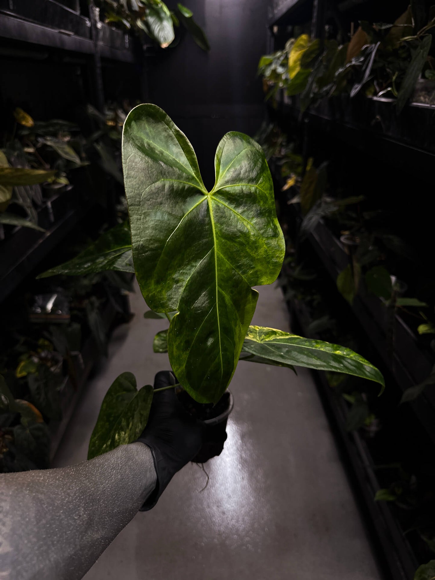 Anthurium #Tadpole • variegated