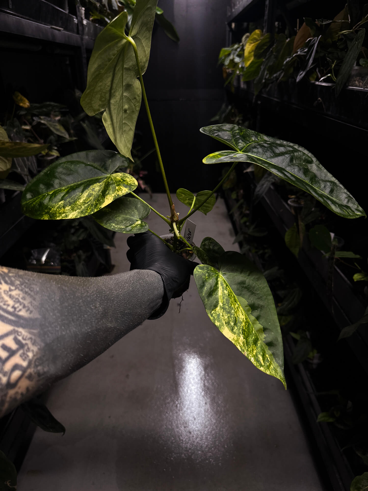 Anthurium #Tadpole • variegated