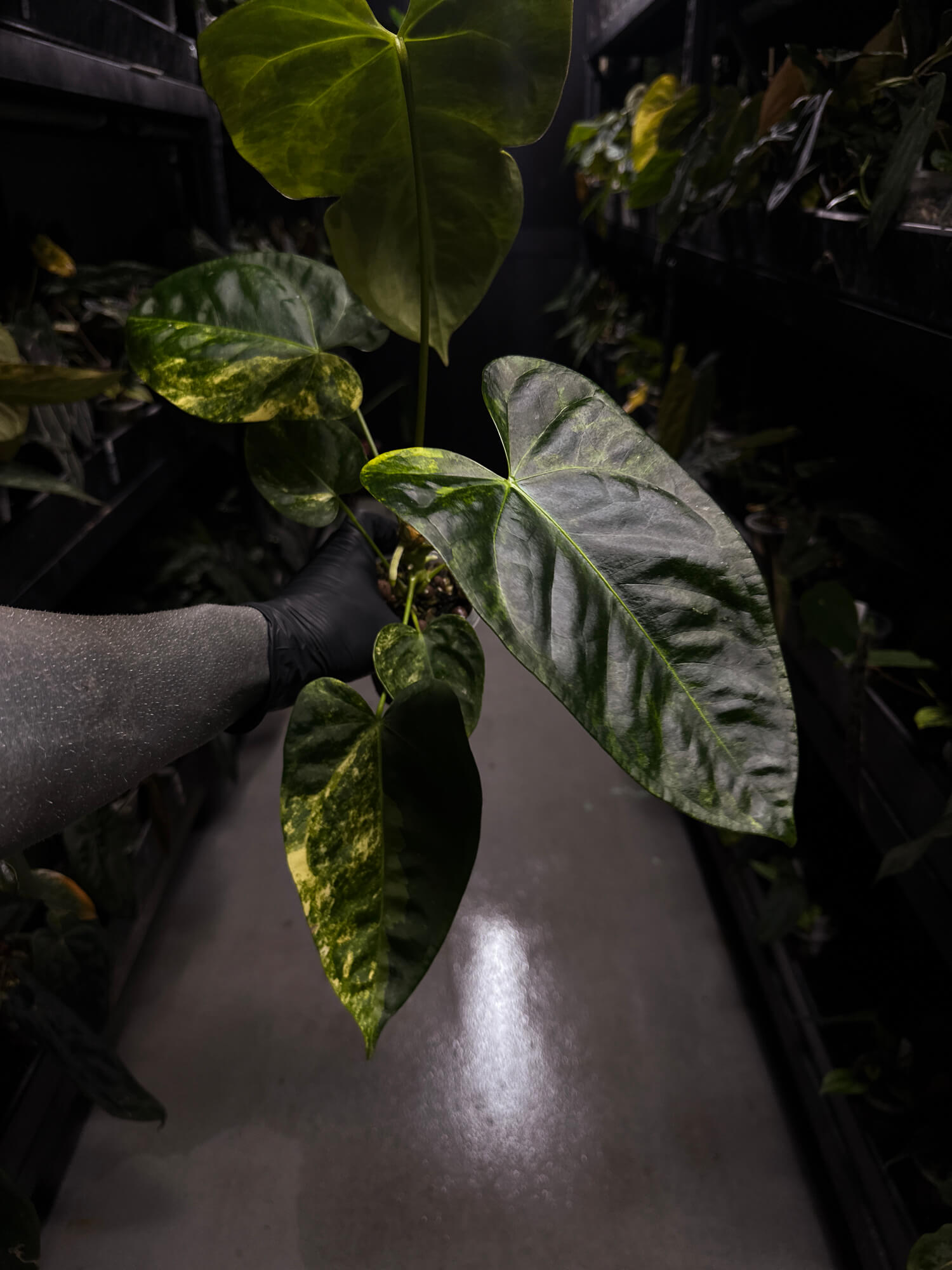 Anthurium #Tadpole • variegated