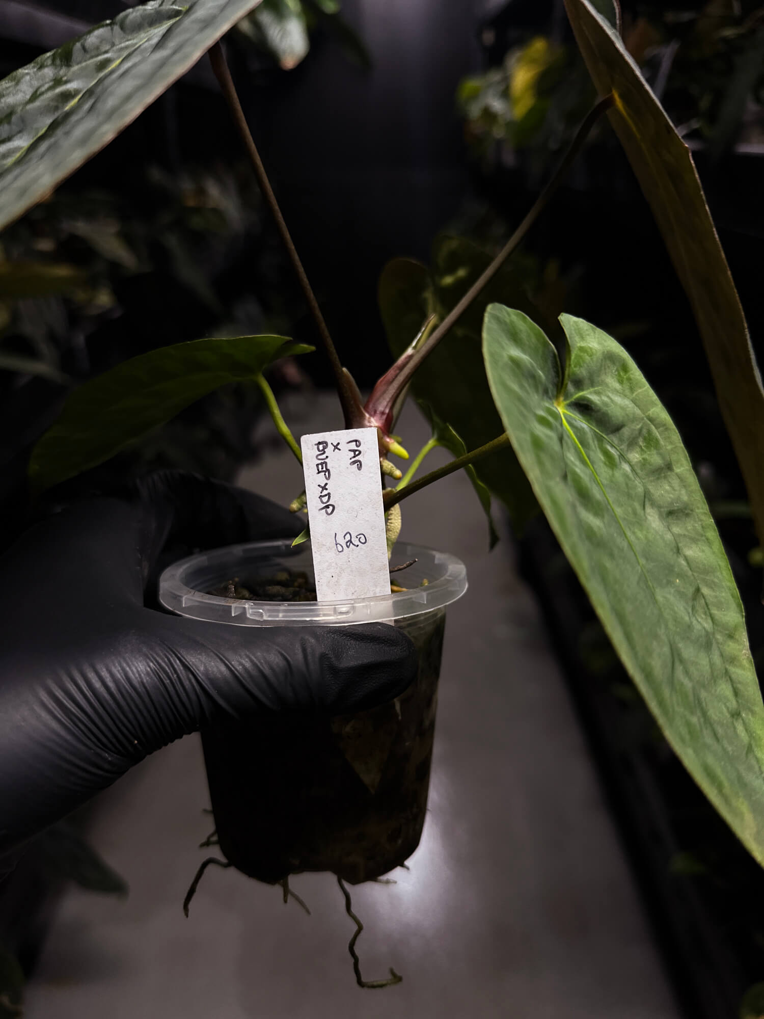 Anthurium papillilaminum x (antolakii / 'BVEP' x 'Dark Phoenix') • select holdback