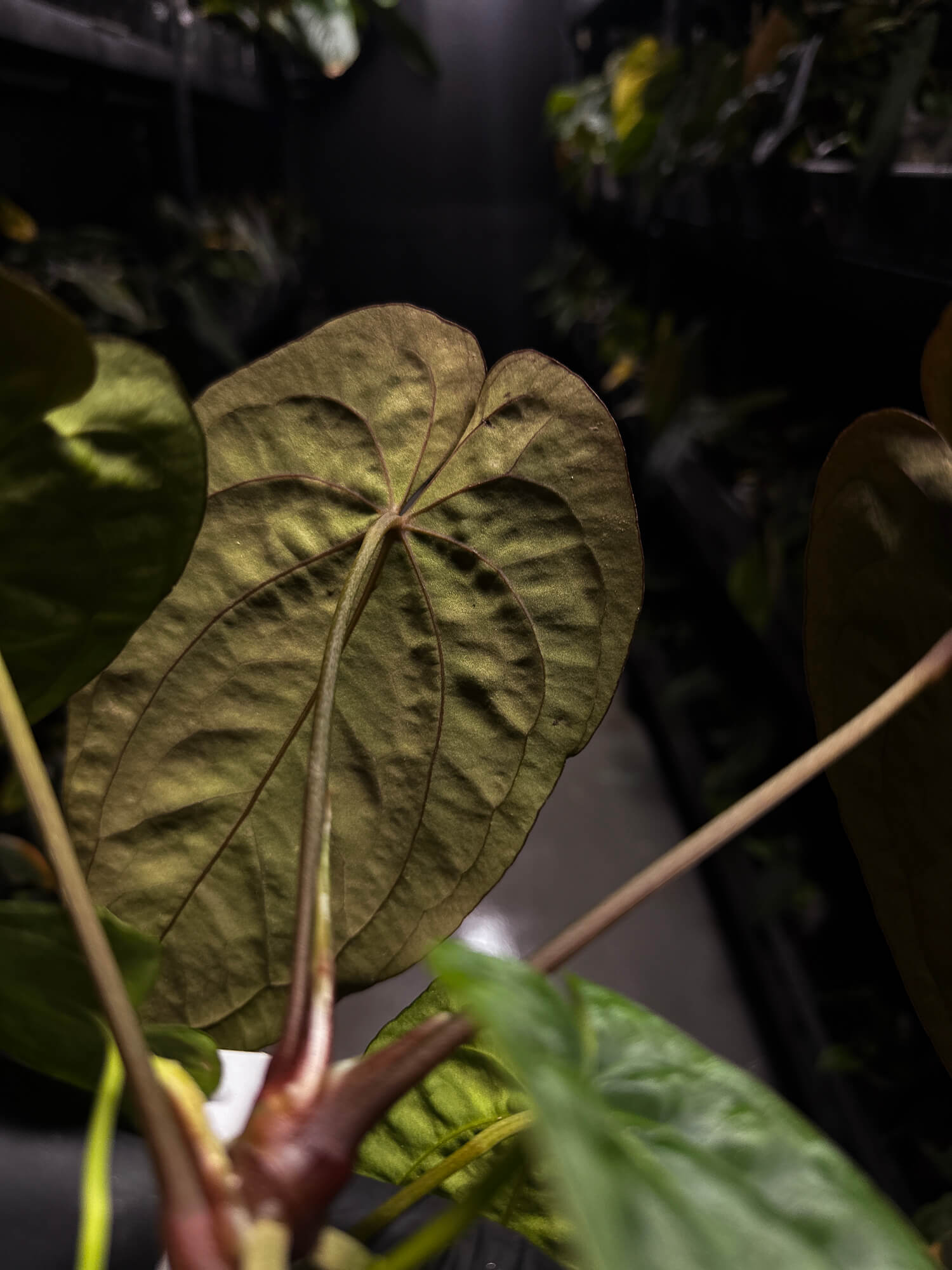 Anthurium papillilaminum x (antolakii / 'BVEP' x 'Dark Phoenix') • select holdback