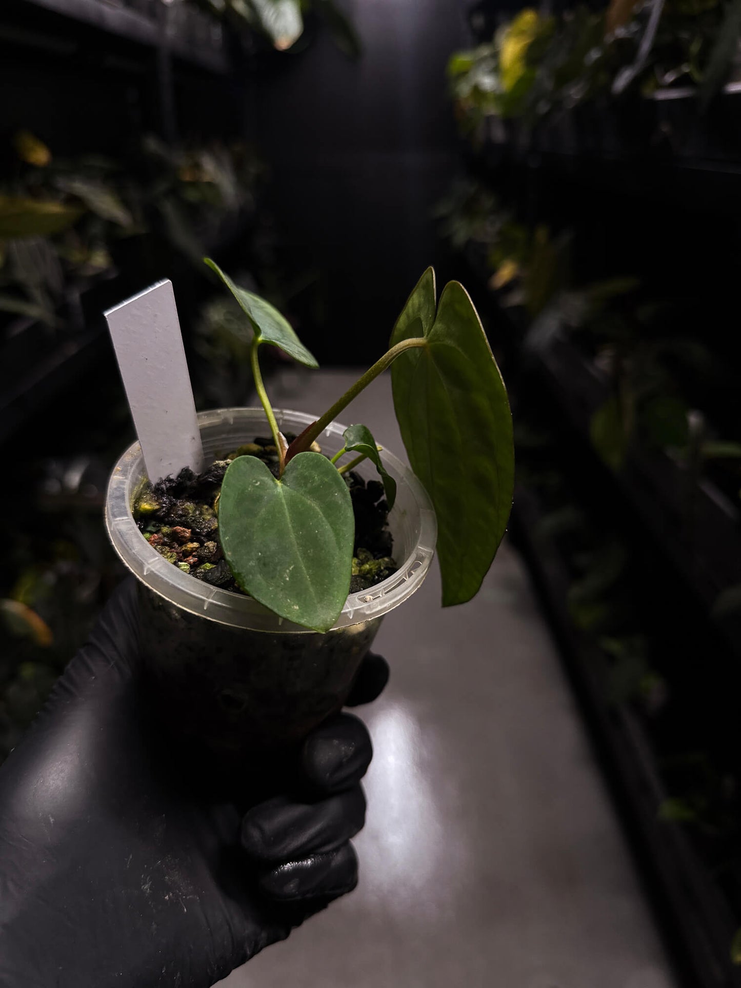 Anthurium (carlablackiae x dressleri 'RG') x antolakii / 'BVEP'