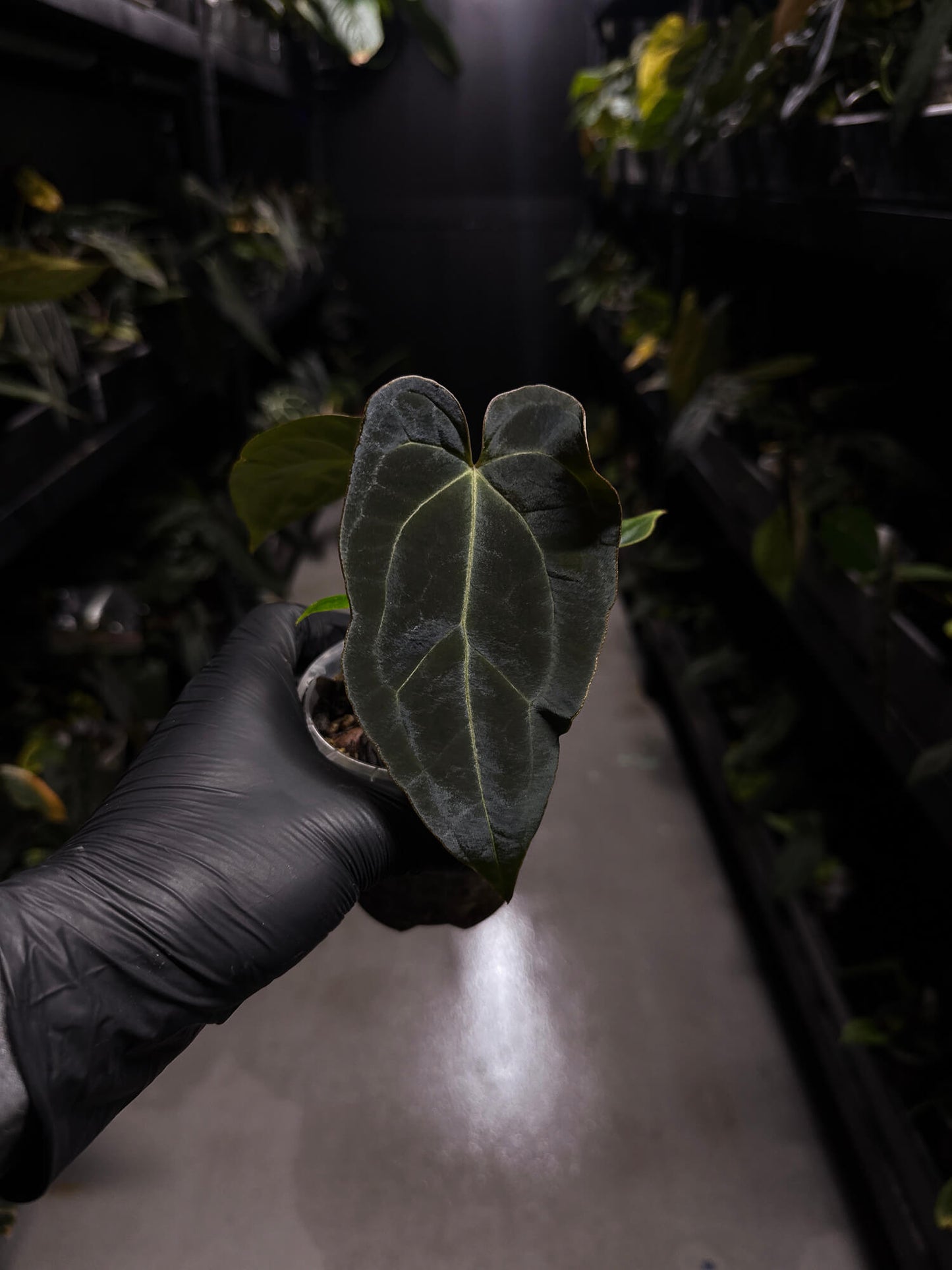 Anthurium forgetii hybrid variegated x besseae aff 'Elektra'