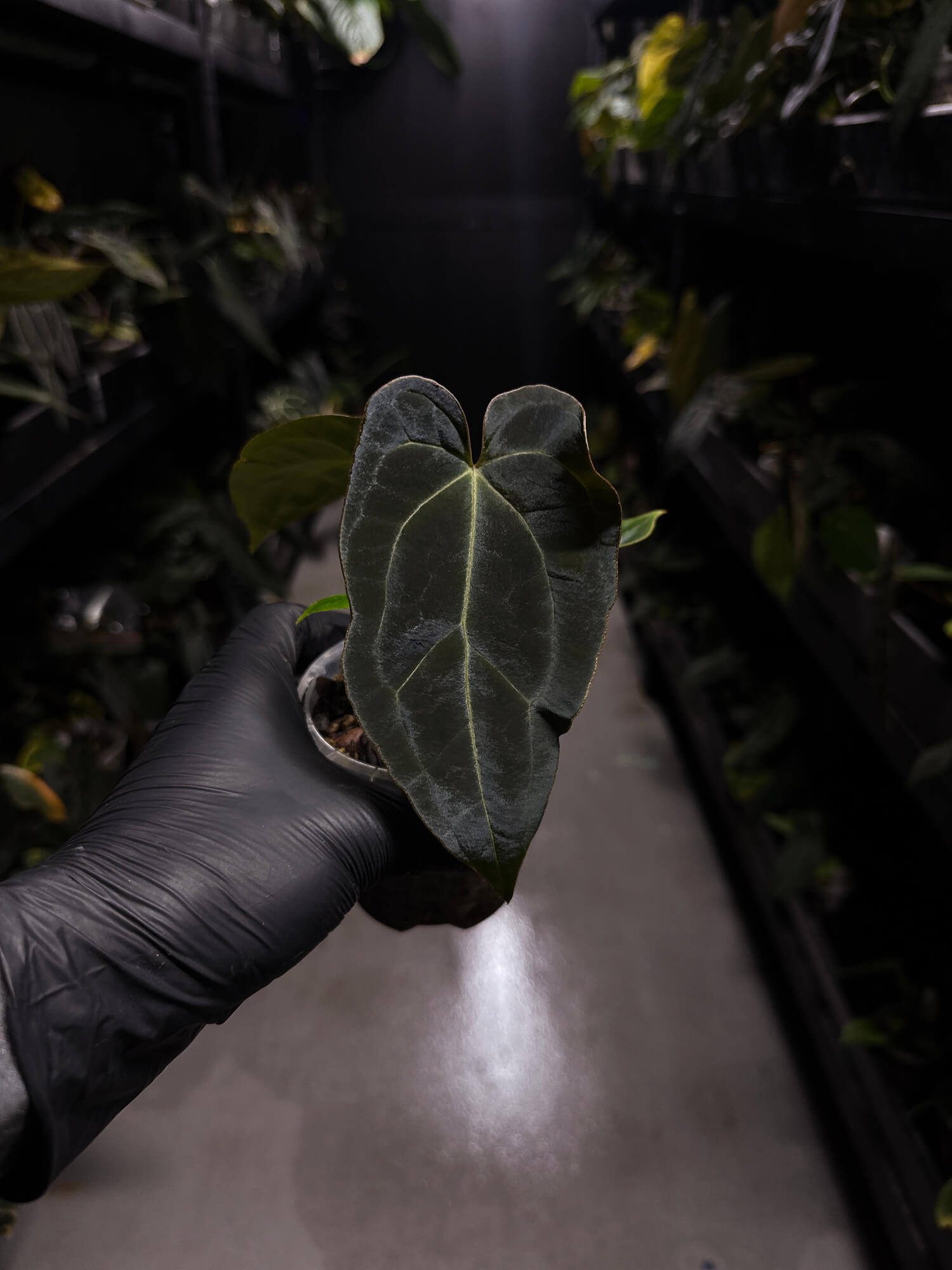 Anthurium forgetii hybrid variegated x besseae aff 'Elektra'