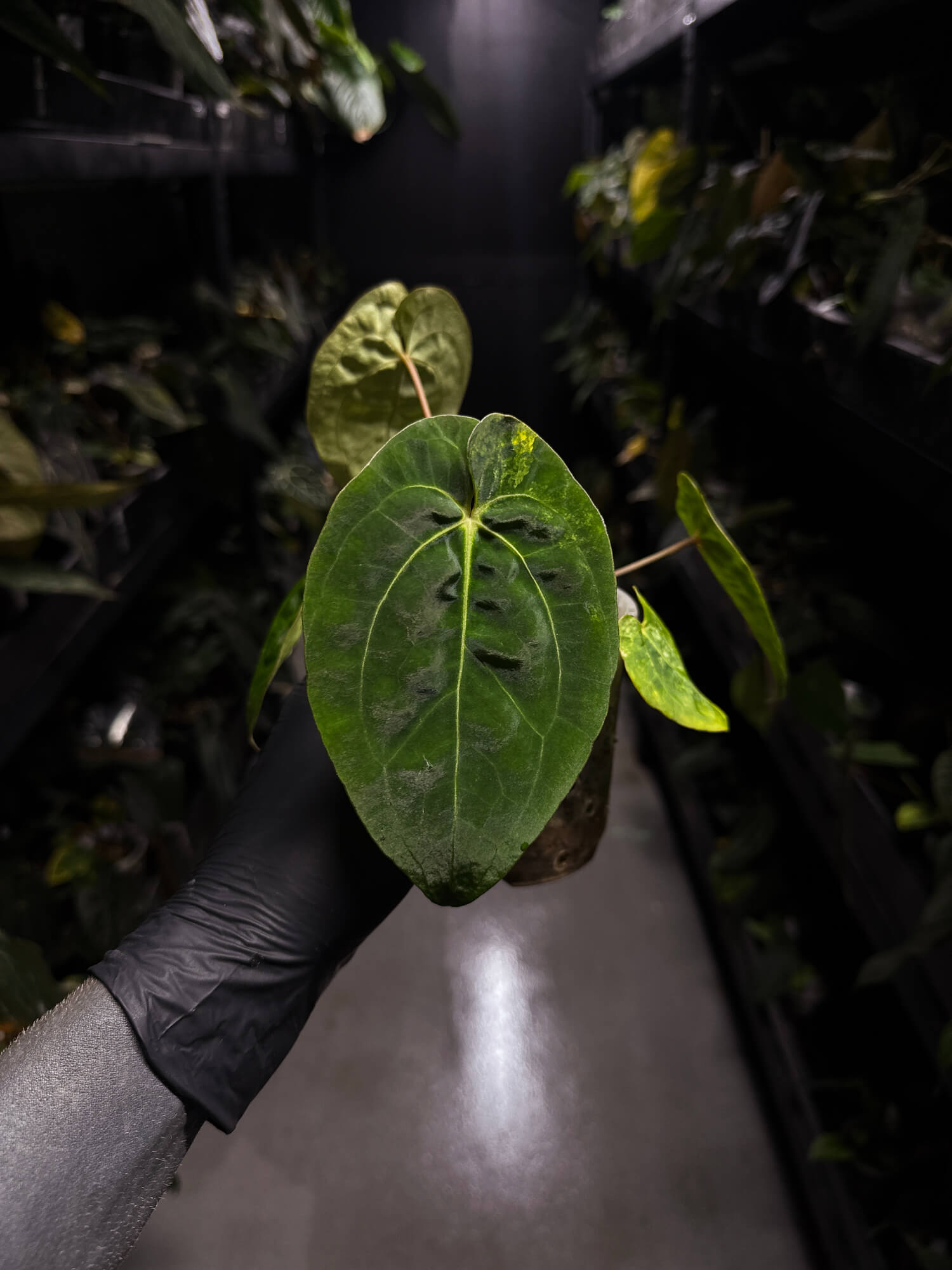 Anthurium variegated papillilaminum hybrid x sp. Nov DF • variegated