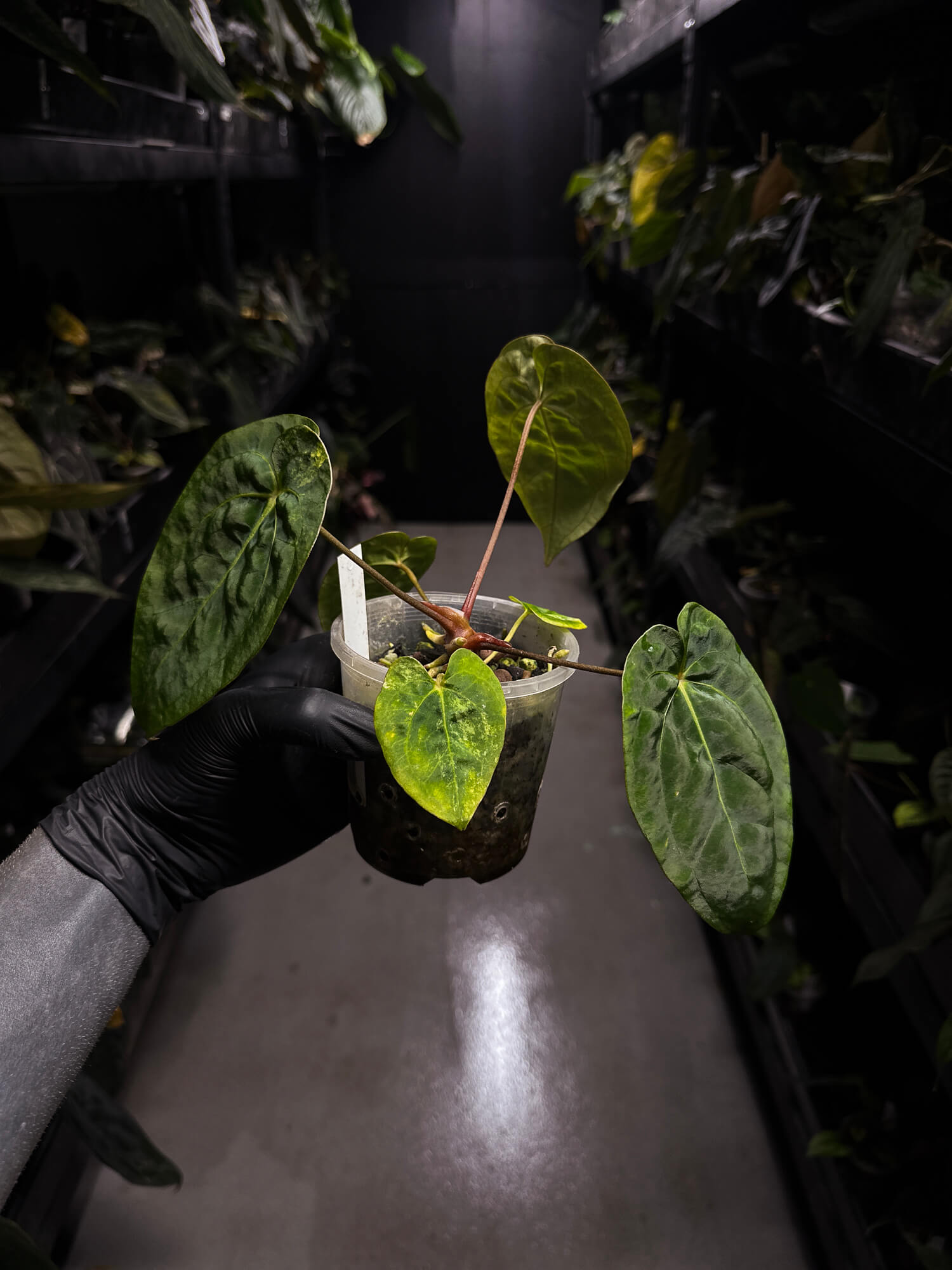 Anthurium variegated papillilaminum hybrid x sp. Nov DF • variegated