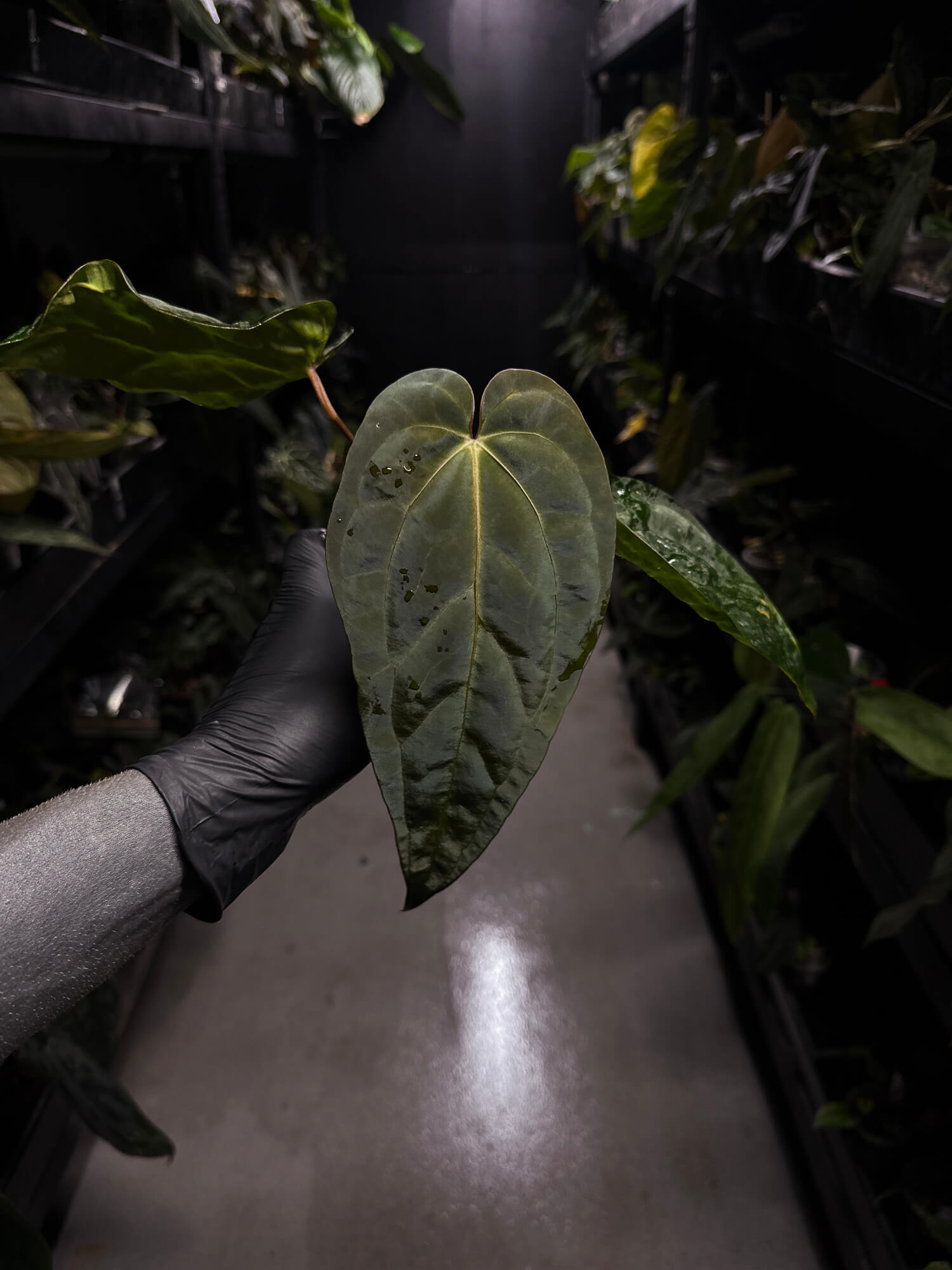 Anthurium #Beelzebub '3' • select holdback