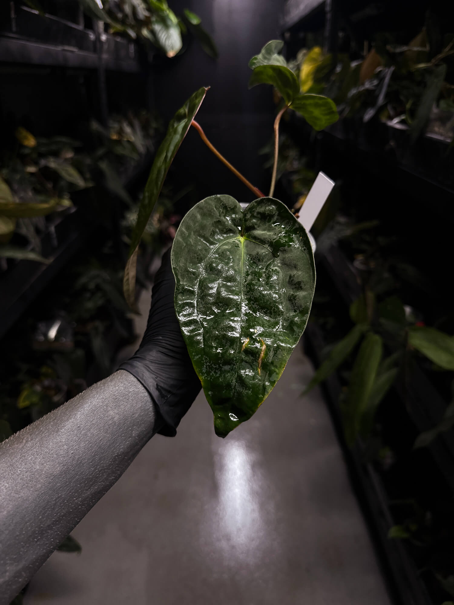 Anthurium #Beelzebub '3' • select holdback
