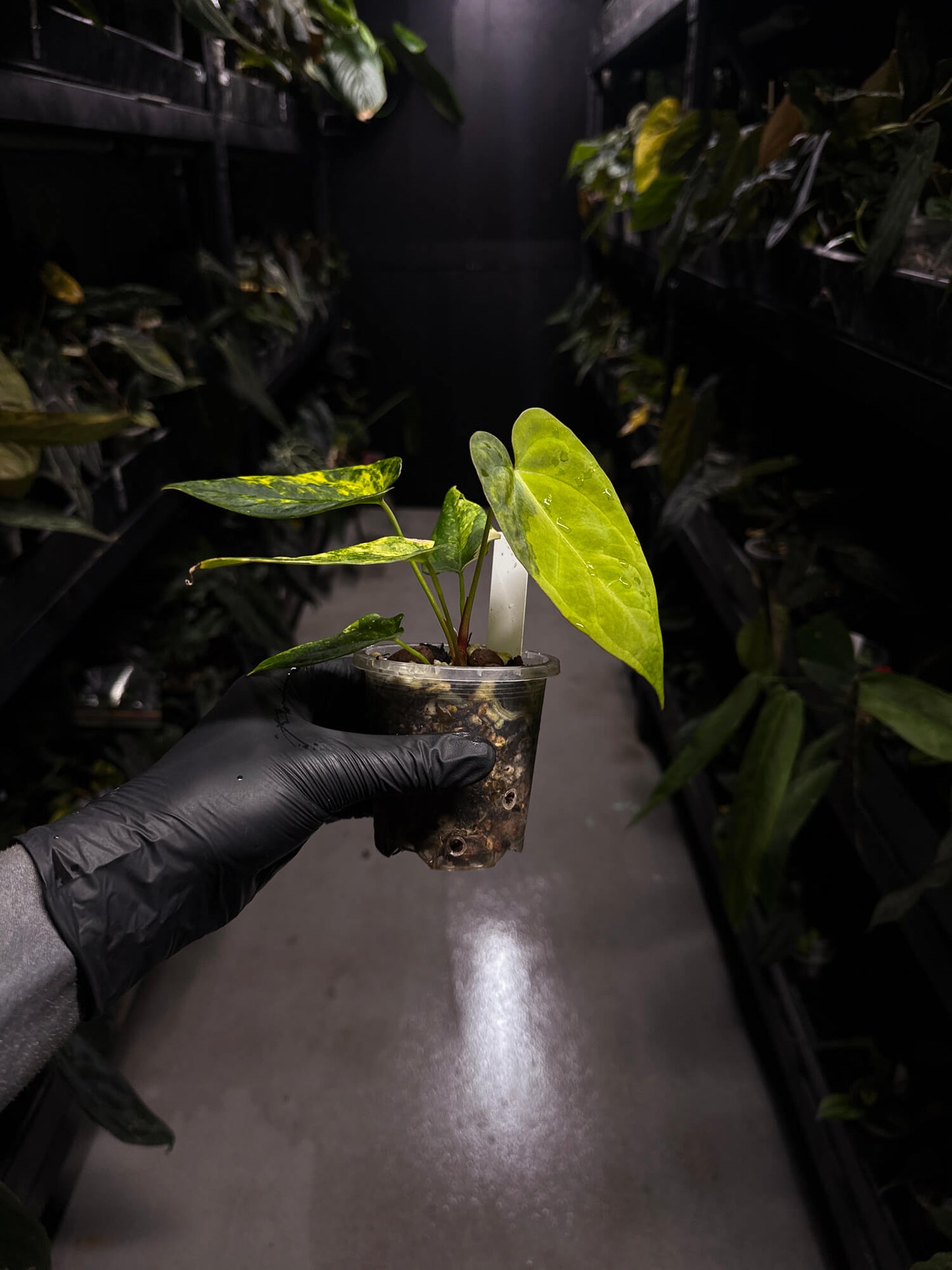 Anthurium forgetii hybrid • variegated