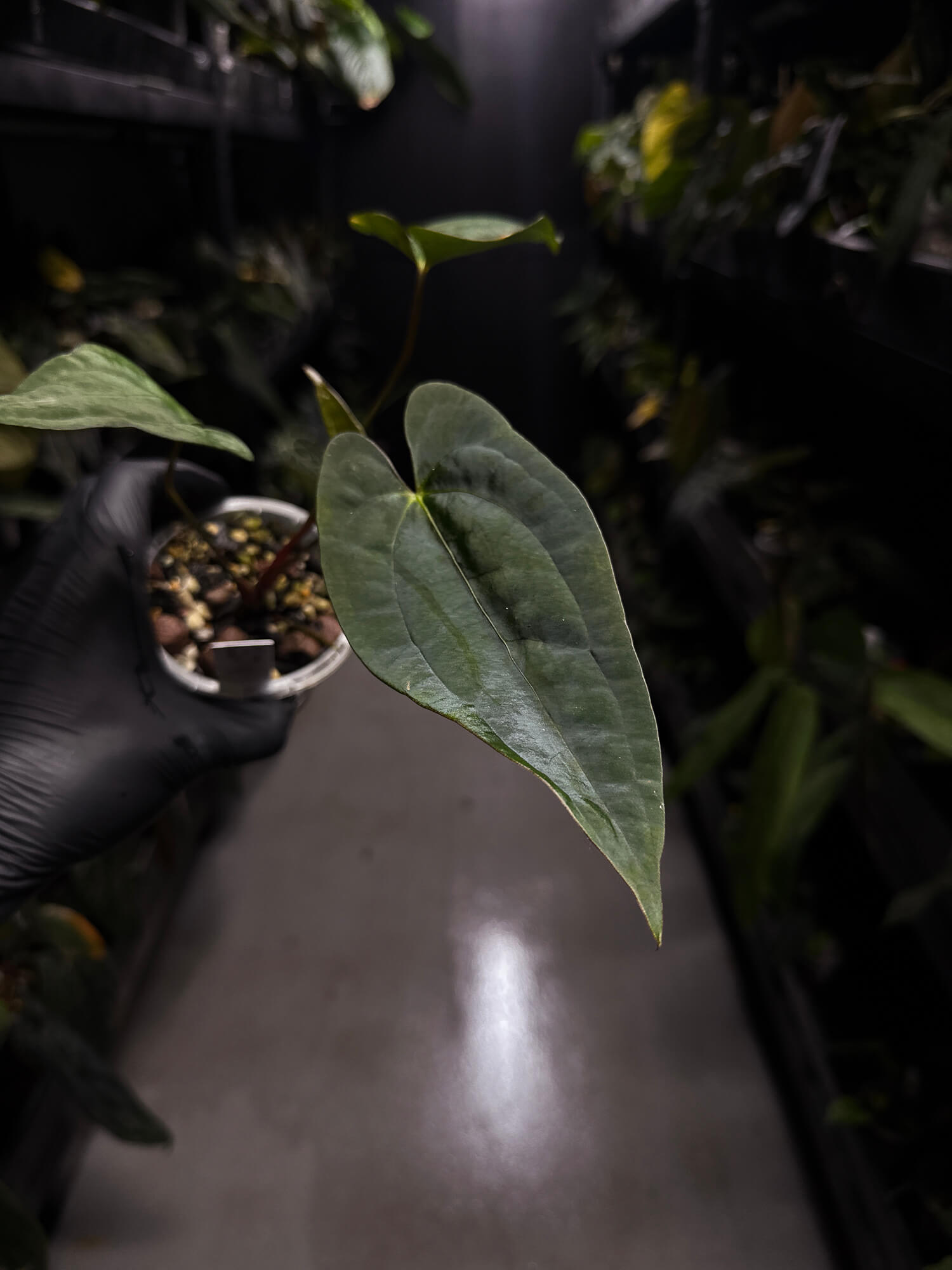 Anthurium papillilaminum 'RA6' x 'RVDP'