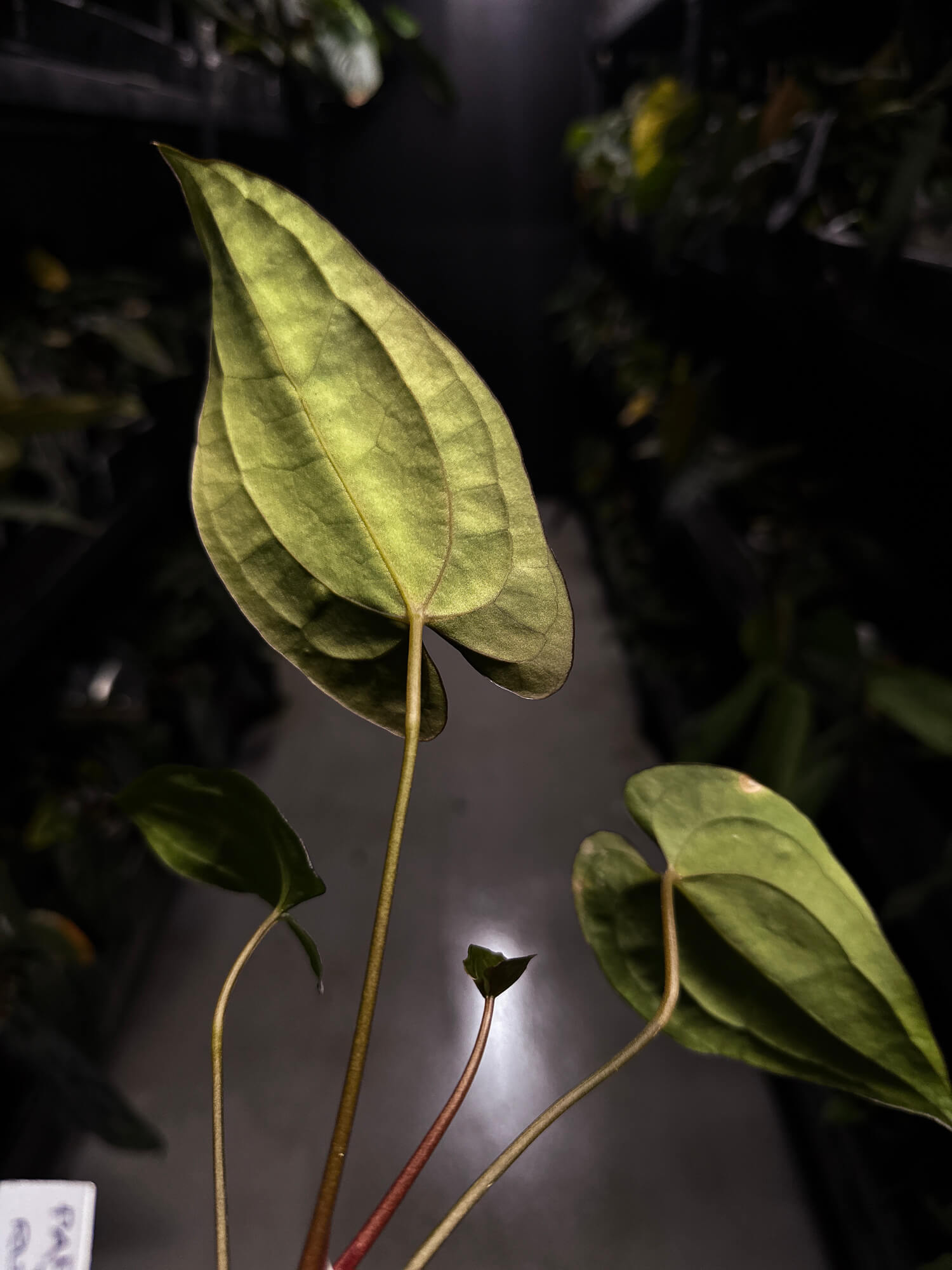 Anthurium papillilaminum 'RA6' x 'RVDP'
