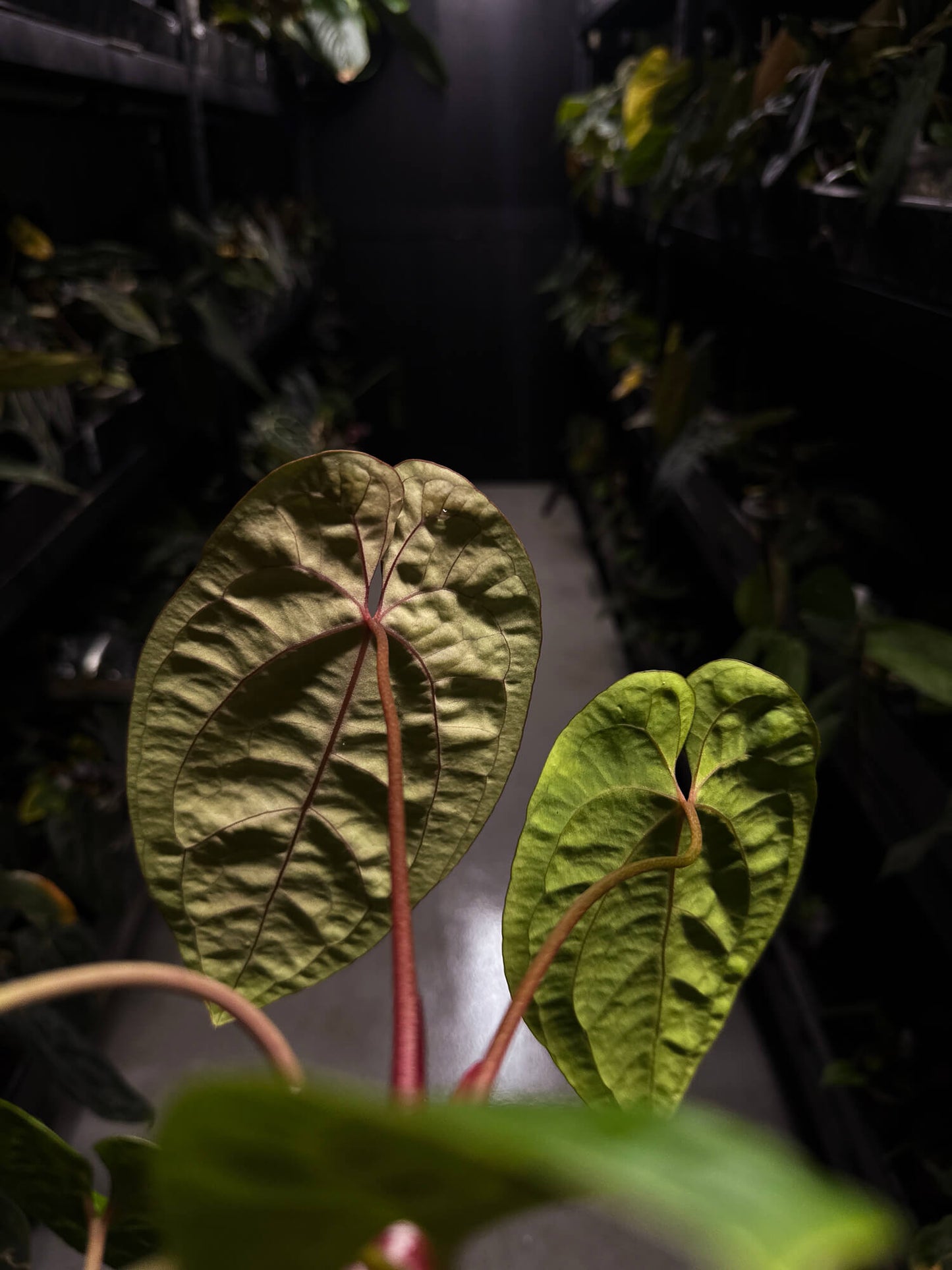 Anthurium papillilaminum ('Long' x 'Long Bullet') x self