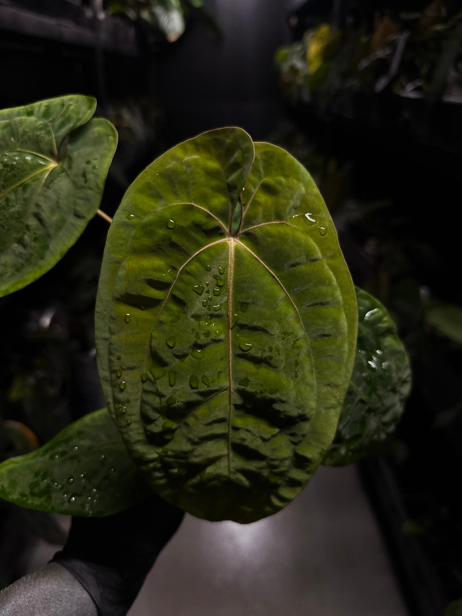 Anthurium papillilaminum ('Long' x 'Long Bullet') x self