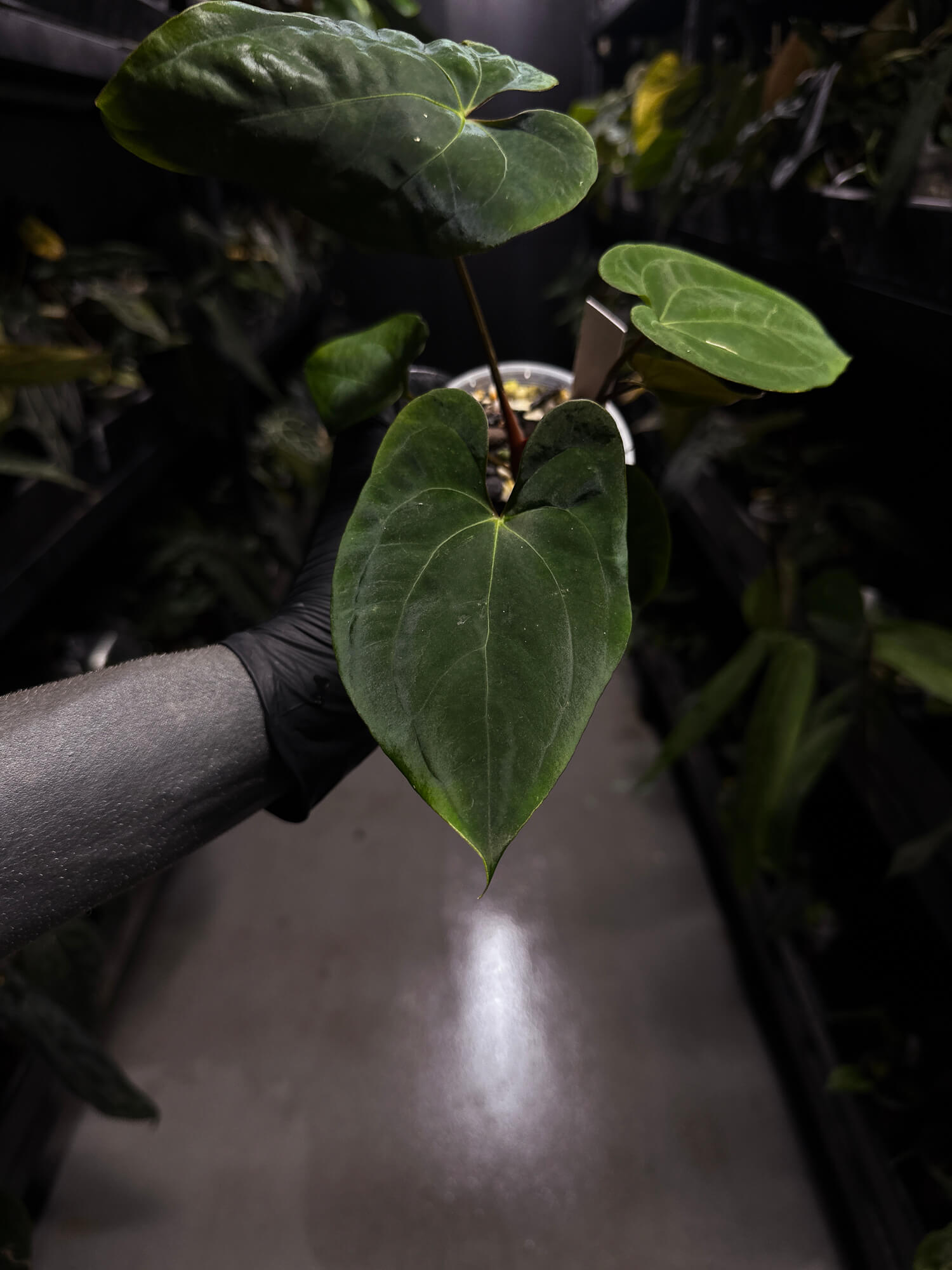 Anthurium papillilaminum 'RA6' x 'RVDP'