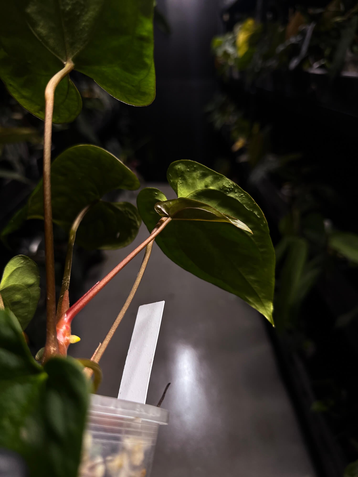 Anthurium papillilaminum 'RA6' x 'RVDP'