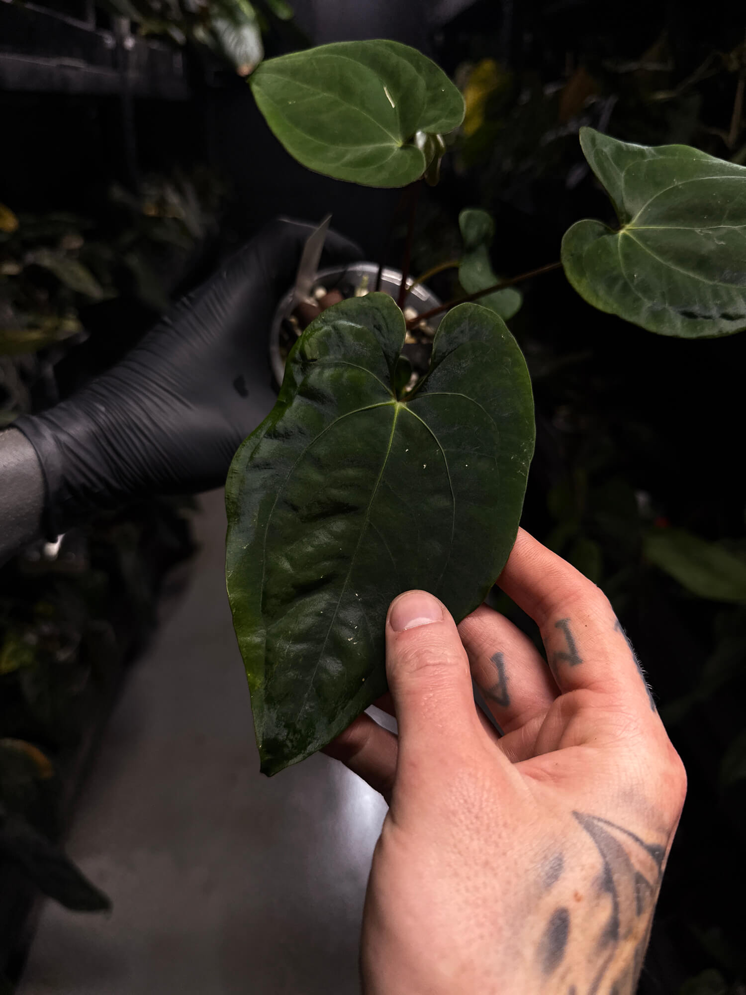 Anthurium papillilaminum 'RA6' x 'RVDP'
