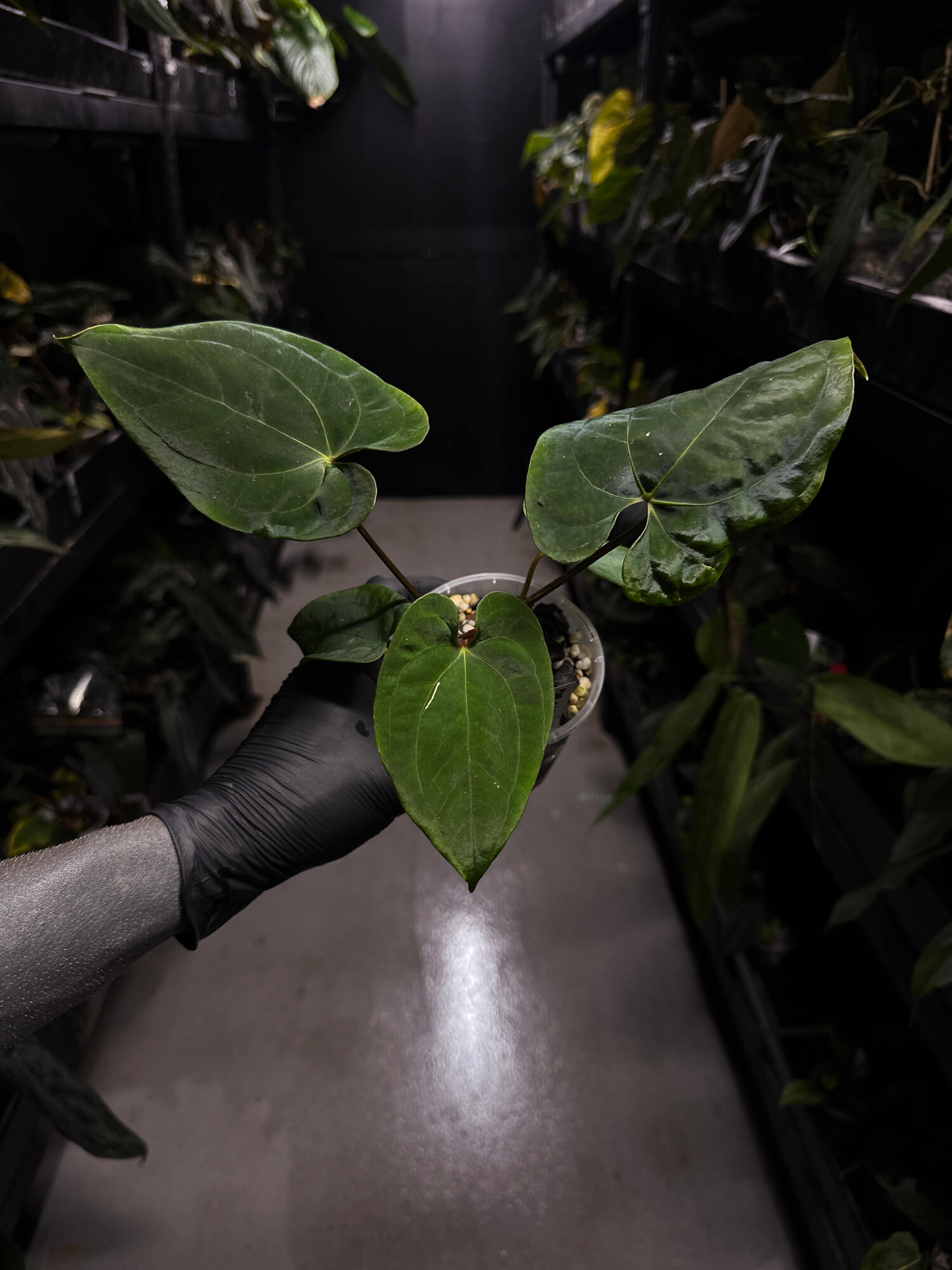 Anthurium papillilaminum 'RA6' x 'RVDP'
