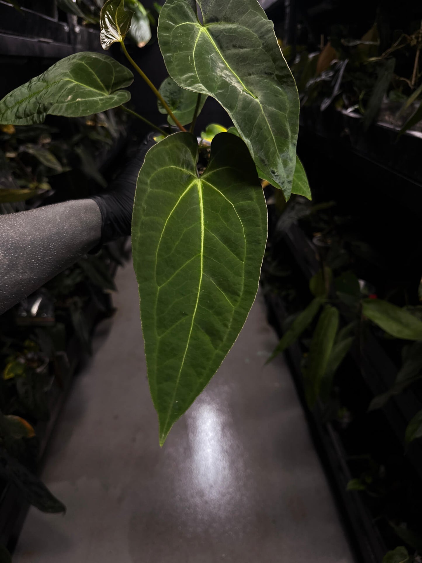 Anthurium (pap x dress ex. JS s1) x (regale x 'Silver Krome')