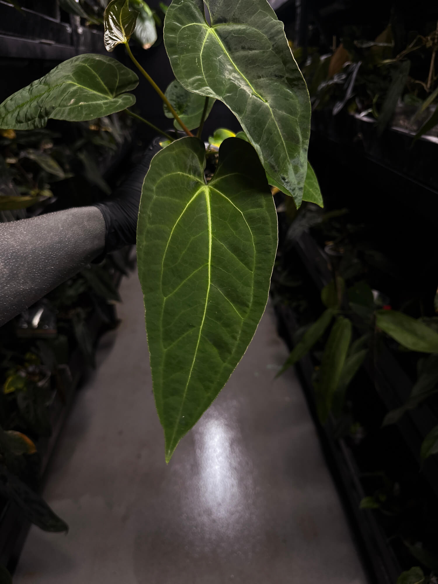 Anthurium (pap x dress ex. JS s1) x (regale x 'Silver Krome')
