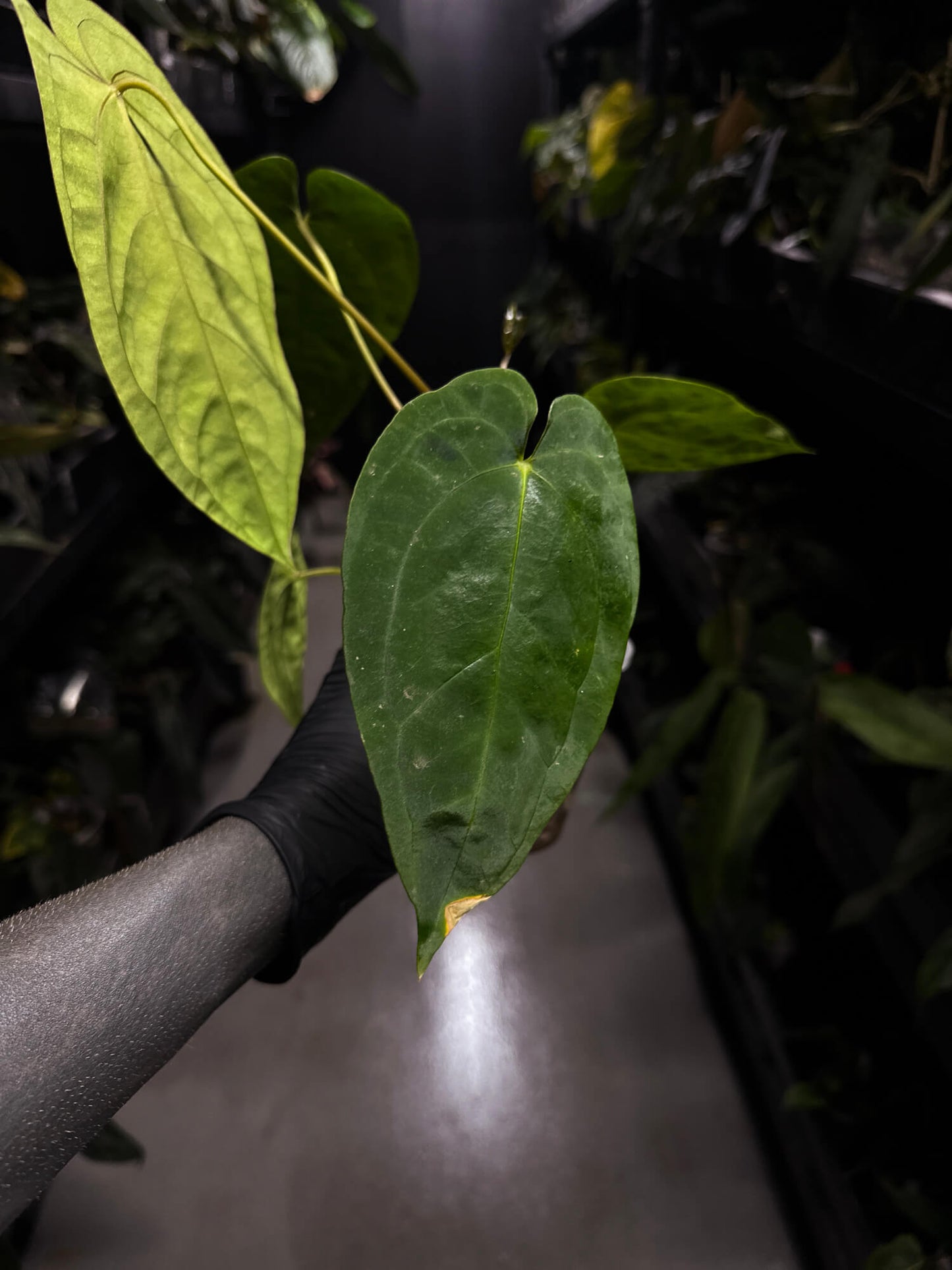 Anthurium 'Dropbear' x