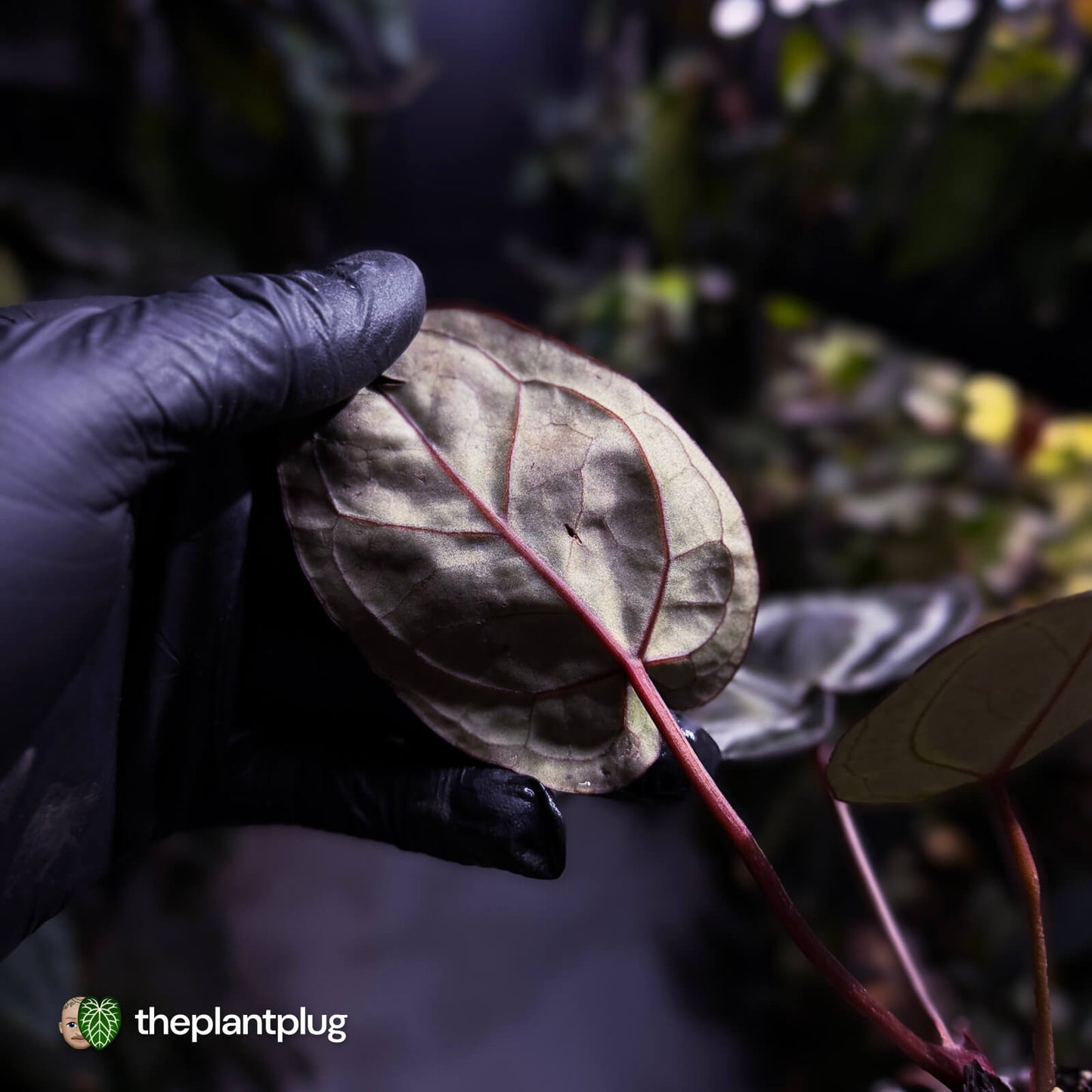 Anthurium 'SKG Purple' x ('Pink Lemonade' x 'Red Crystal') 💜