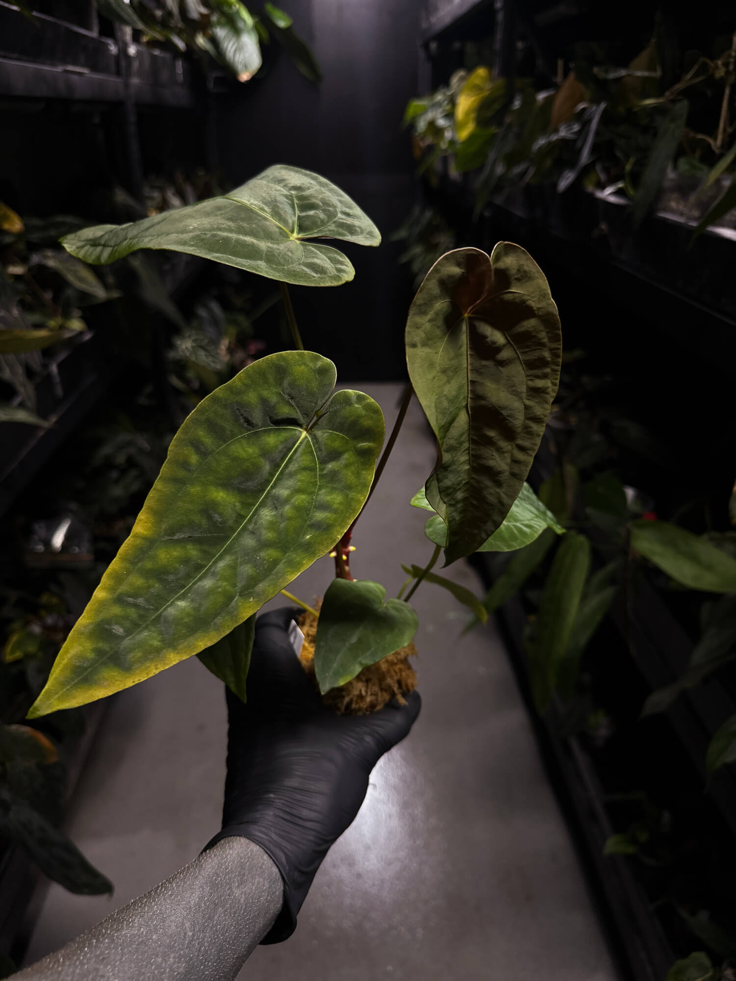 Anthurium #Moloch