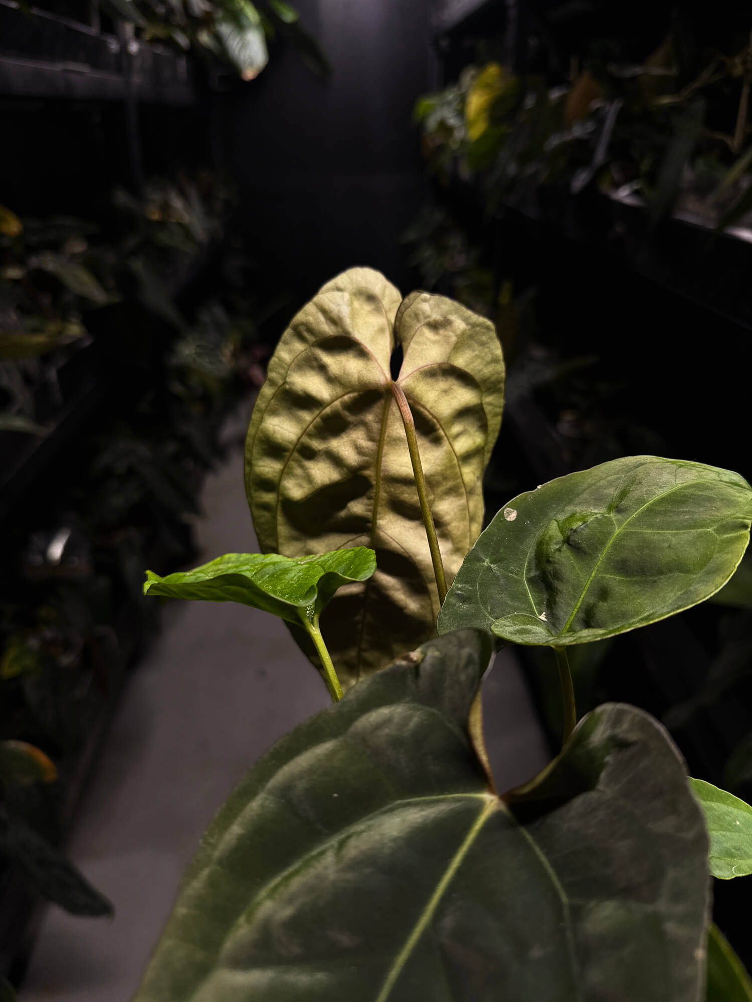 Anthurium #Moloch