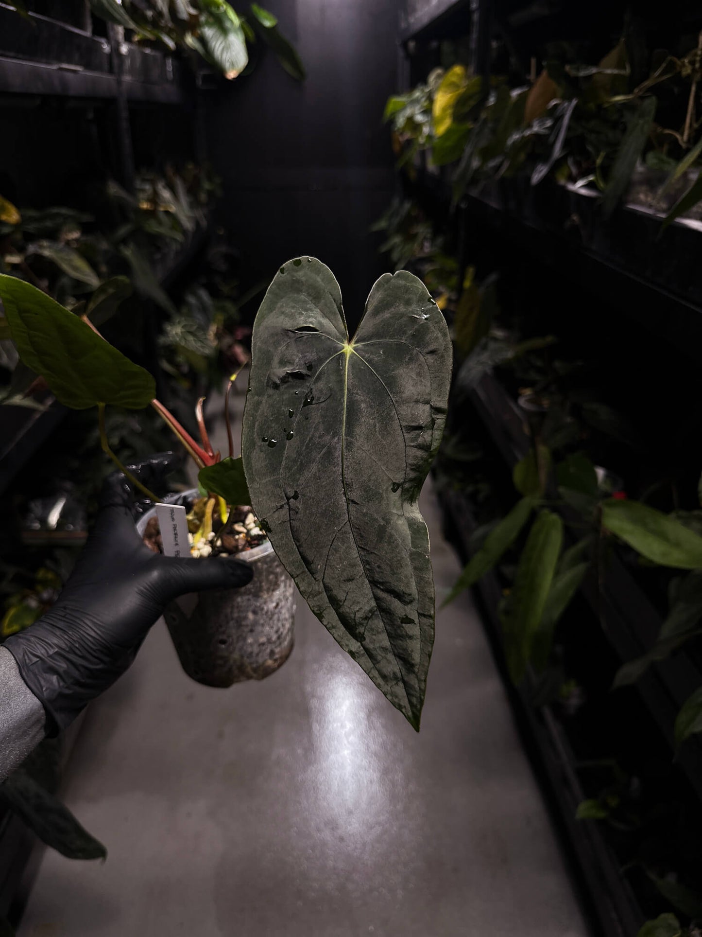 Anthurium #TwinPhoenix f2