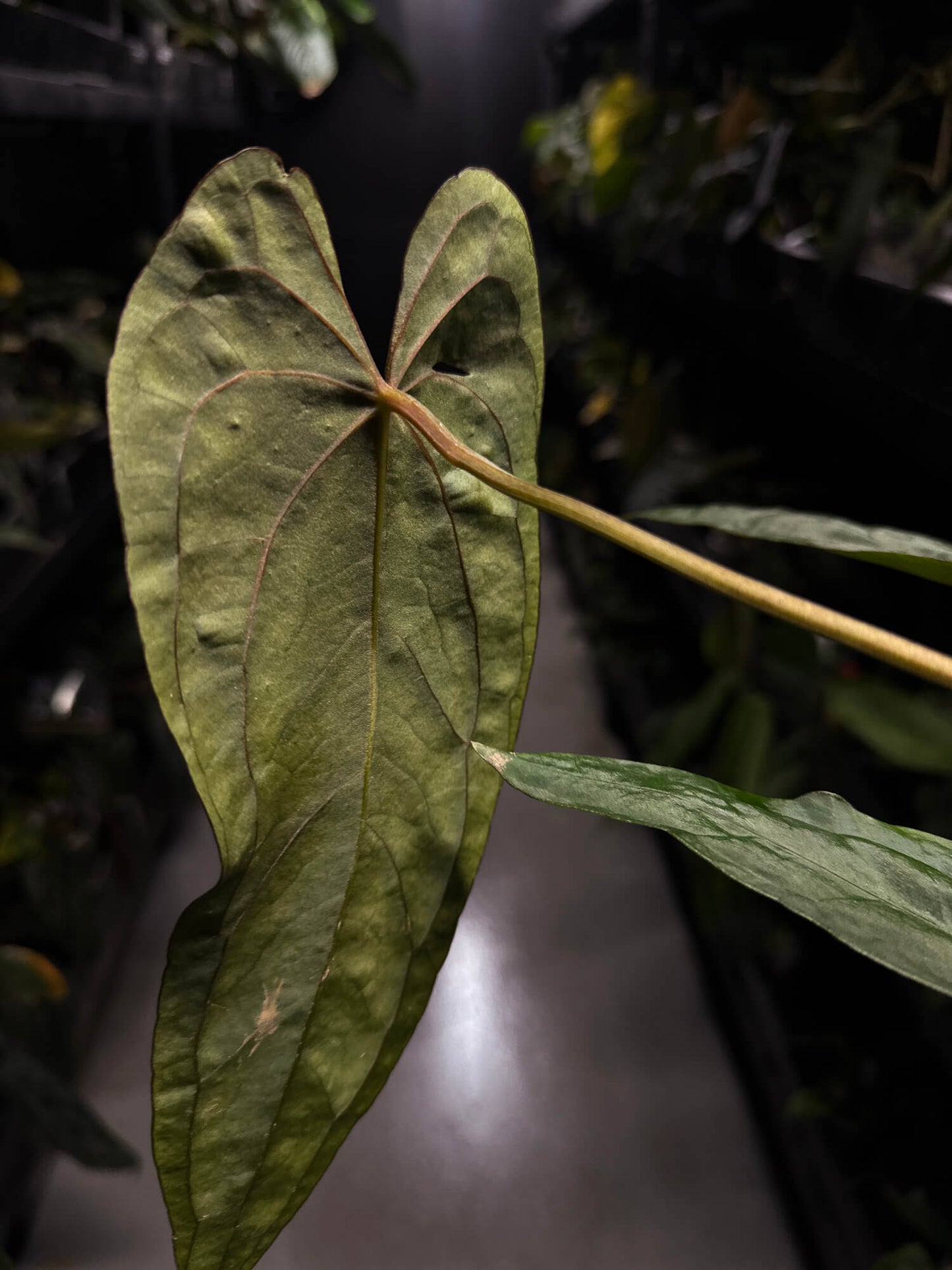Anthurium #TwinPhoenix f2