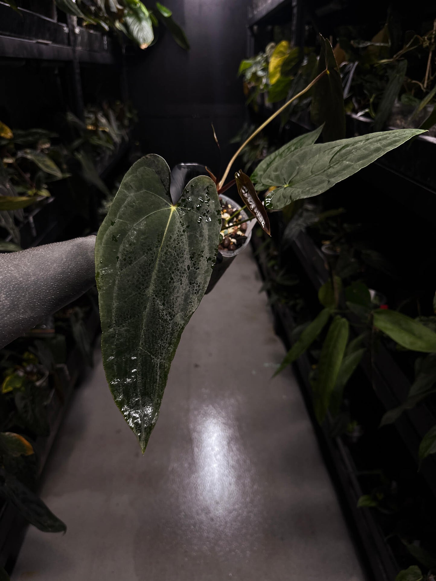 Anthurium #TwinPhoenix f2