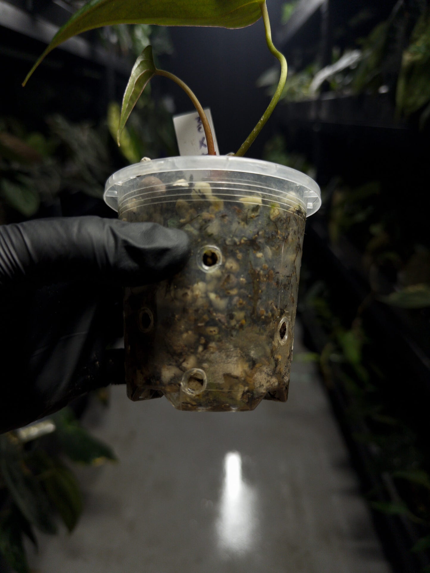 Anthurium #MidnightVelvet x 'Indo Portillae'